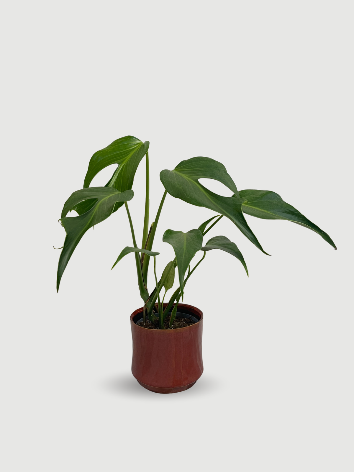 Monstera Burle Marx Flame | The Ultimate Rare Collector Houseplant
