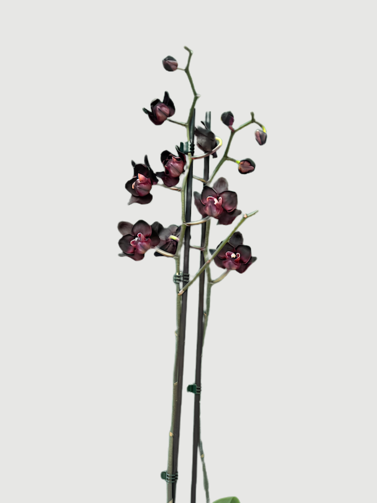 Phalaenopsis Black Swan