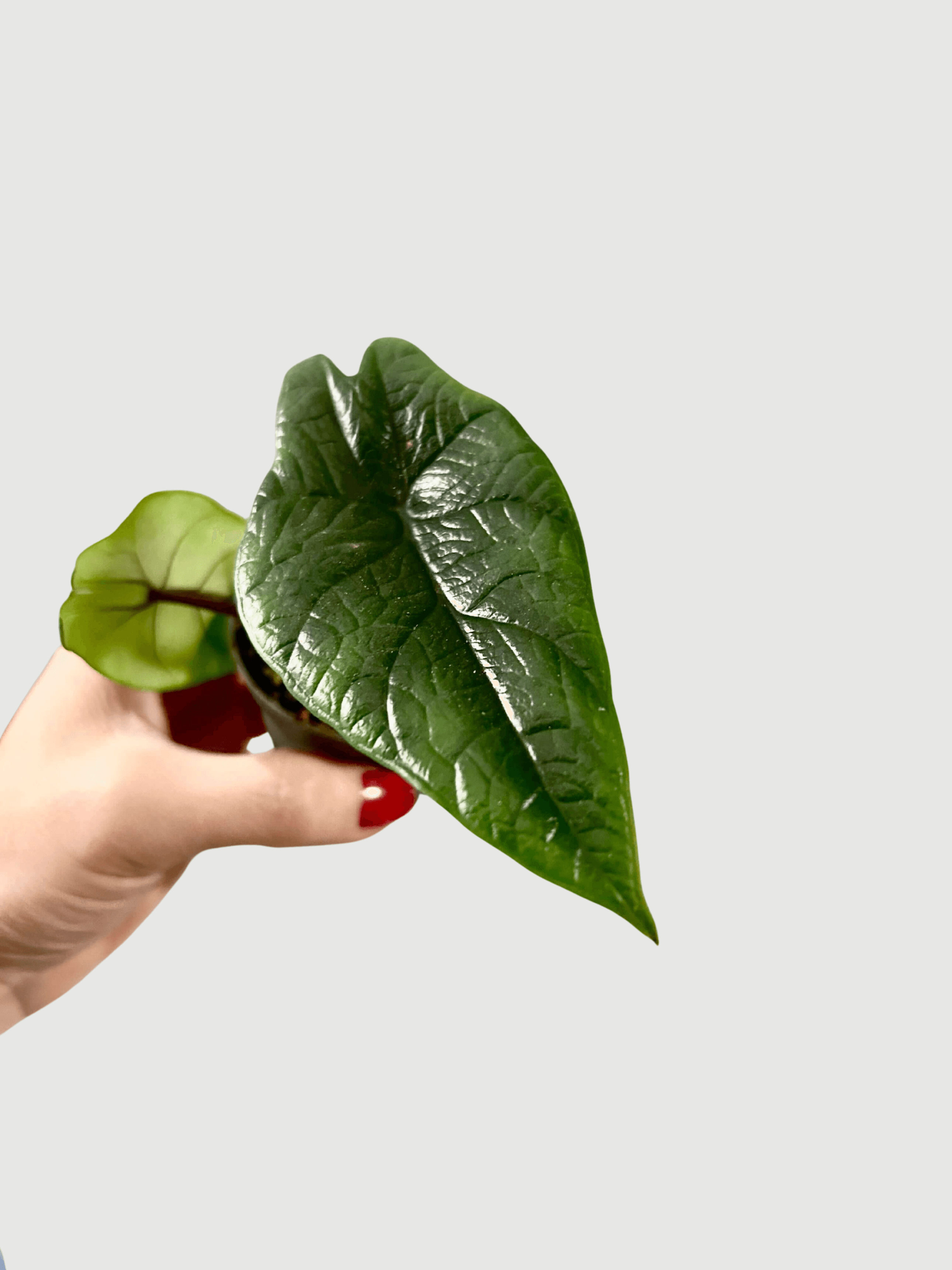 Alocasia_Scalprum_Elephant_Ears