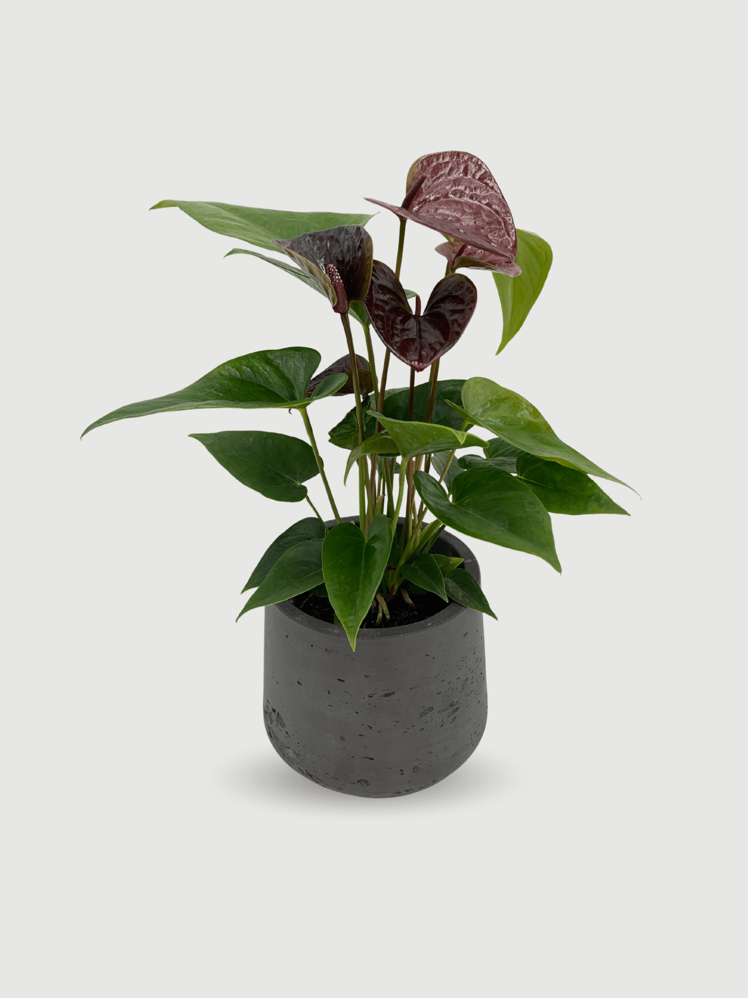 Anthurium Black Love in Black Pot