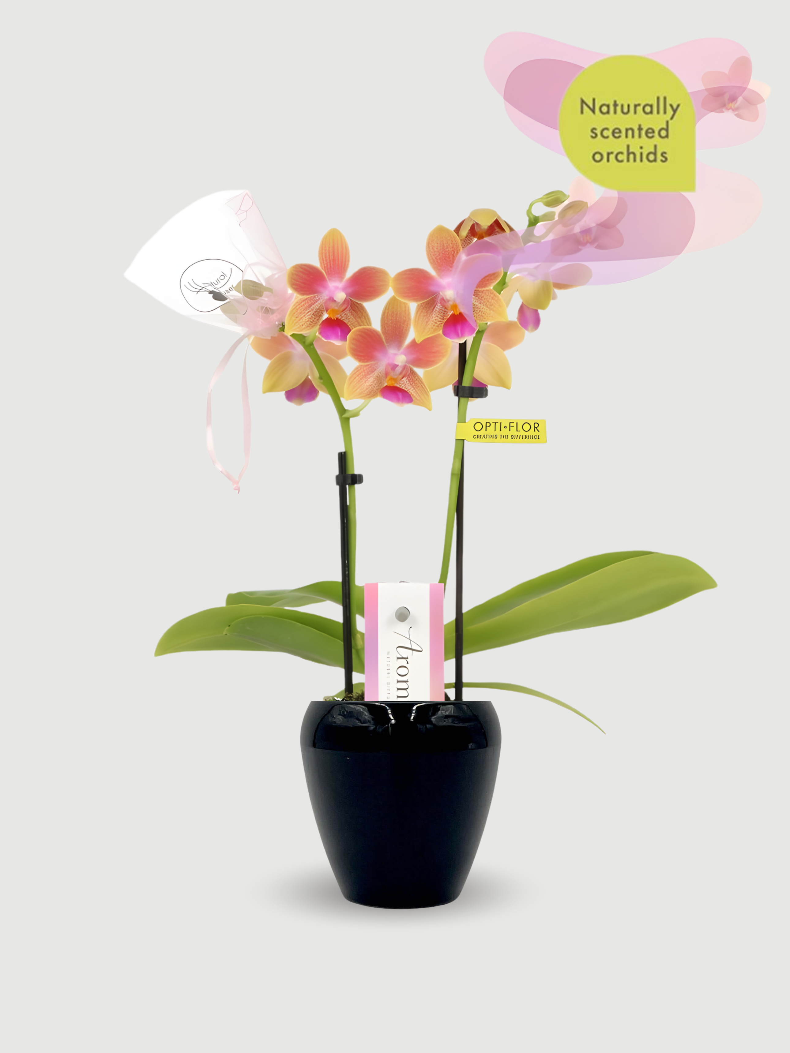 Aromio_Scented_Phalaenopsis_Miniature_Orchids