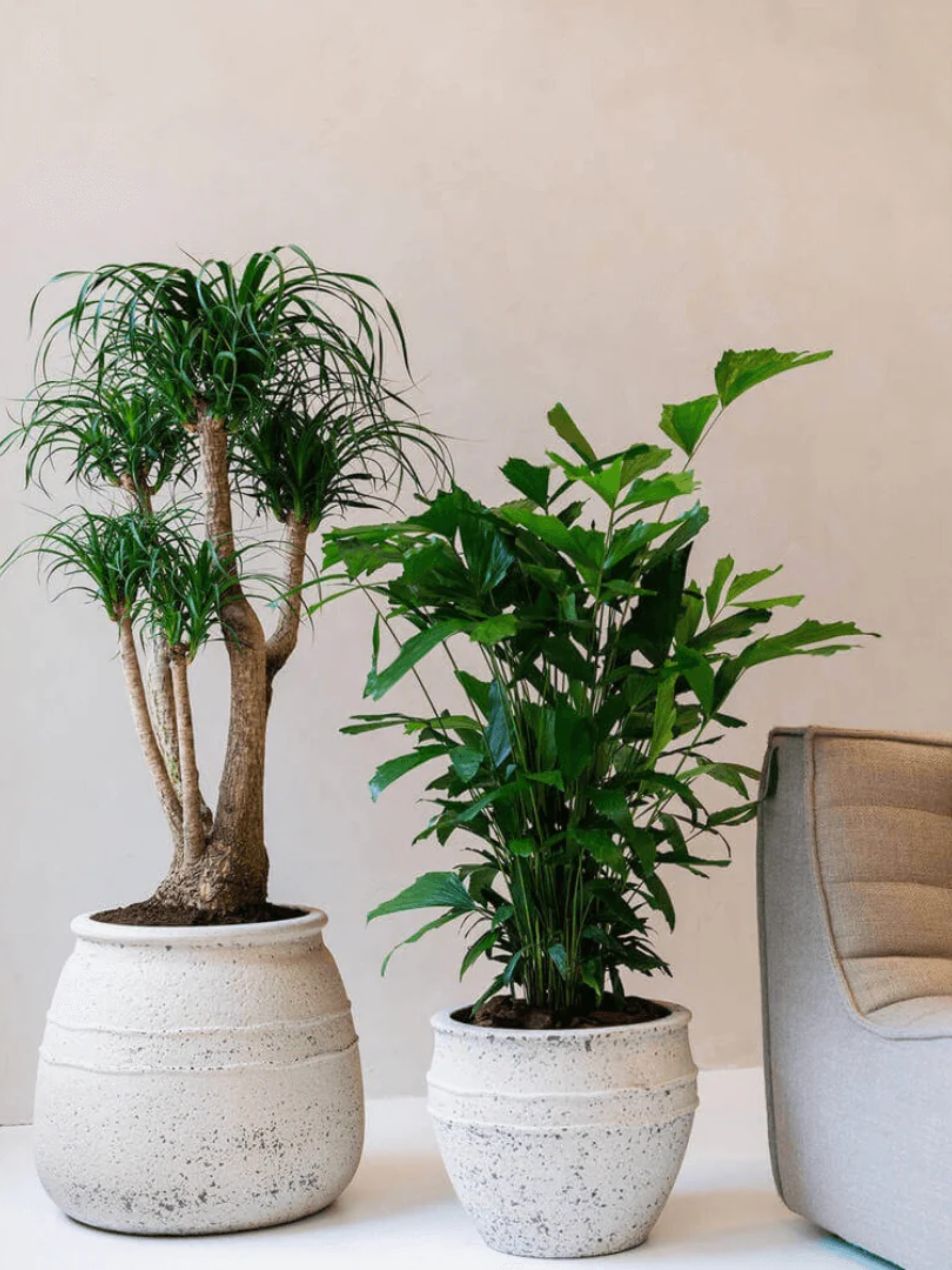 Athena_Mediterranean_Planter_-_Chalk_White_-_Large_Pots_-_29-41_cm