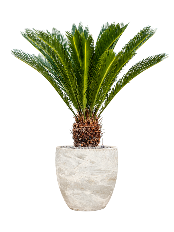 Baq Algar Couple Baq Plant Pot, 34cm, White