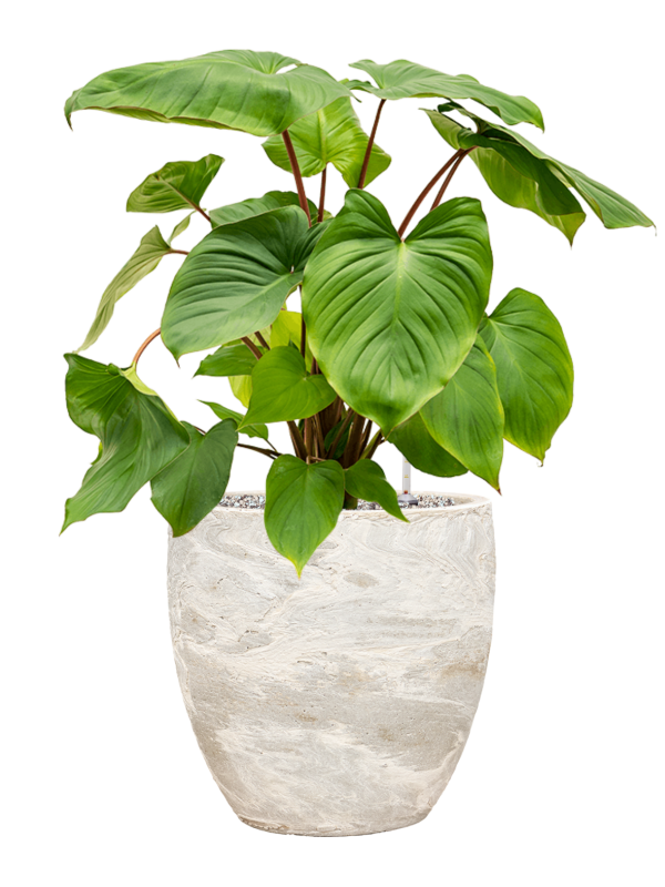 Algar Plant Pot, 34cm, White, Indoor & Outdoor