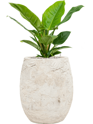 Algar Balloon Plant Pot, 30cm, White, Indoor & Outdoor