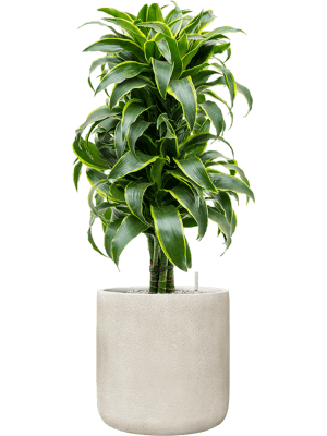 Antwerp Eco-Pot, Beige, D37cm