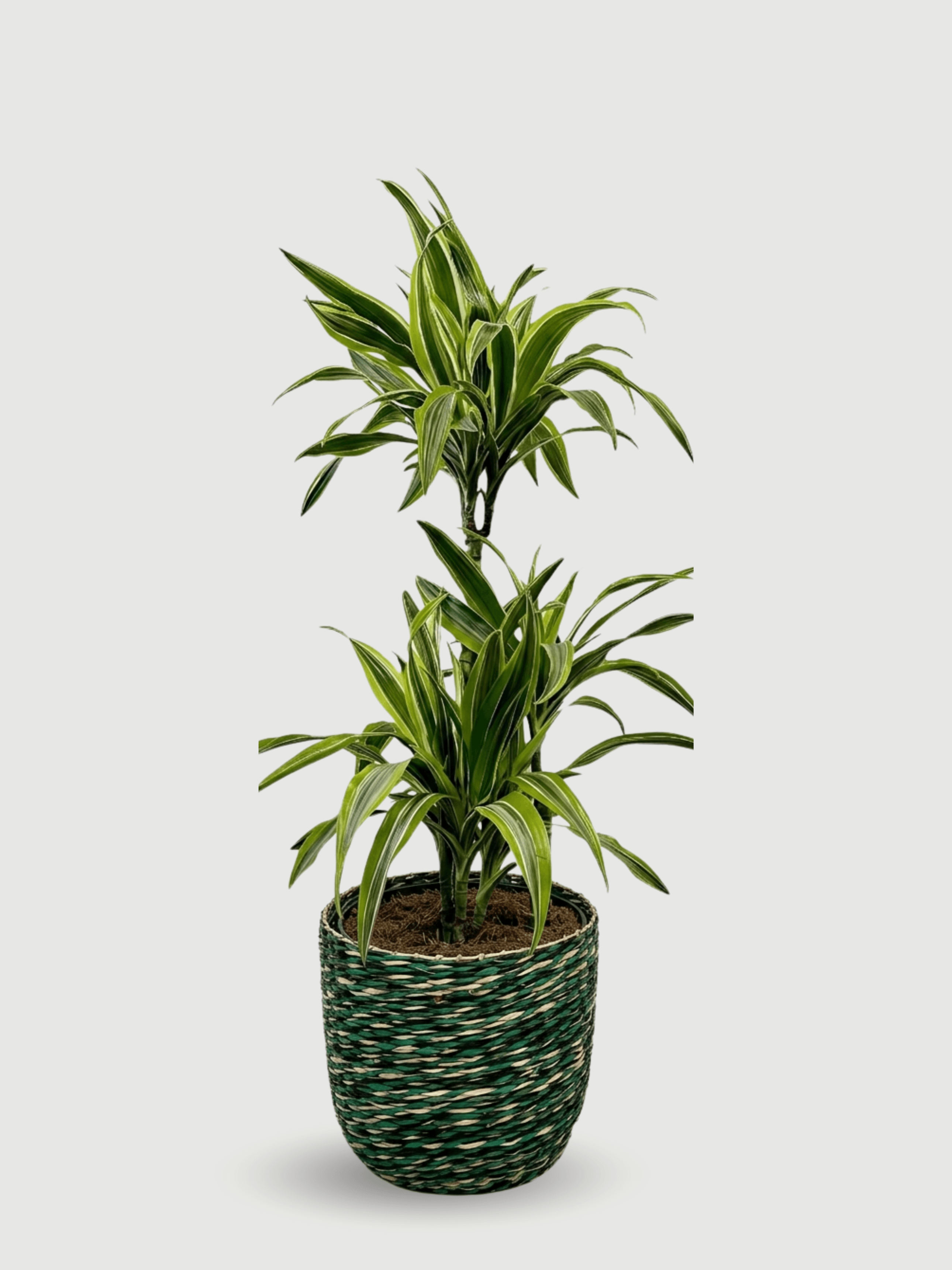 Dracaena_Plant_in_Viviana_Woven_Basket__Gift_Set
