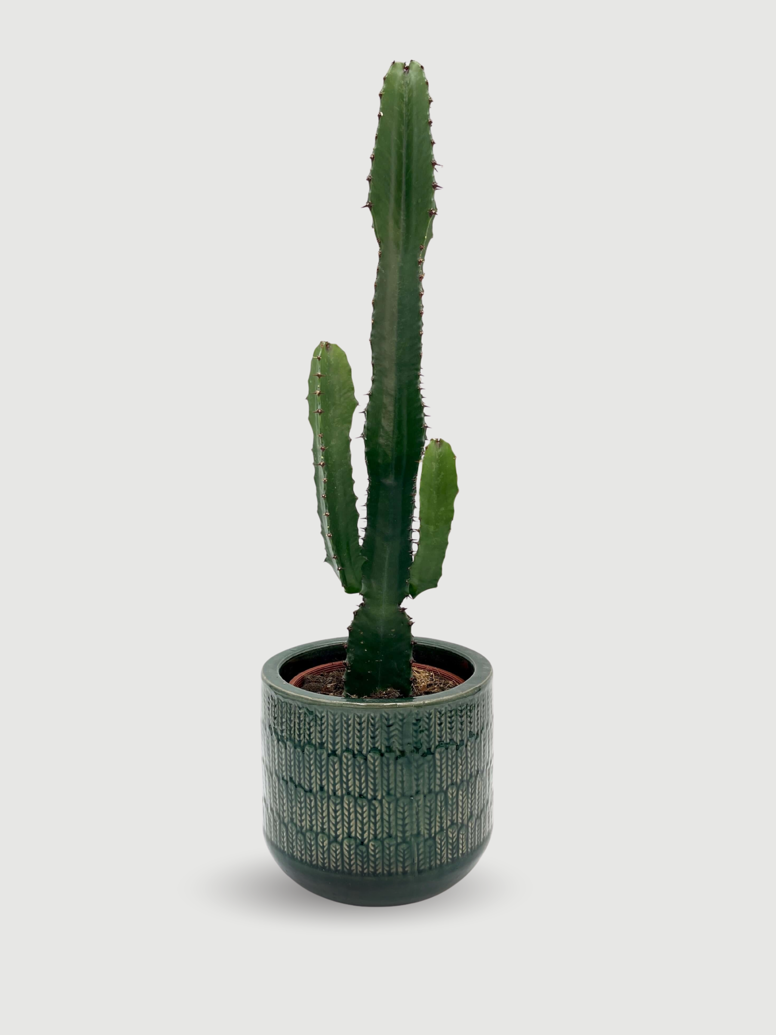 Euphorbia Acrurensis Statement Cactus — Tall Indoor Plant, 70–75cm