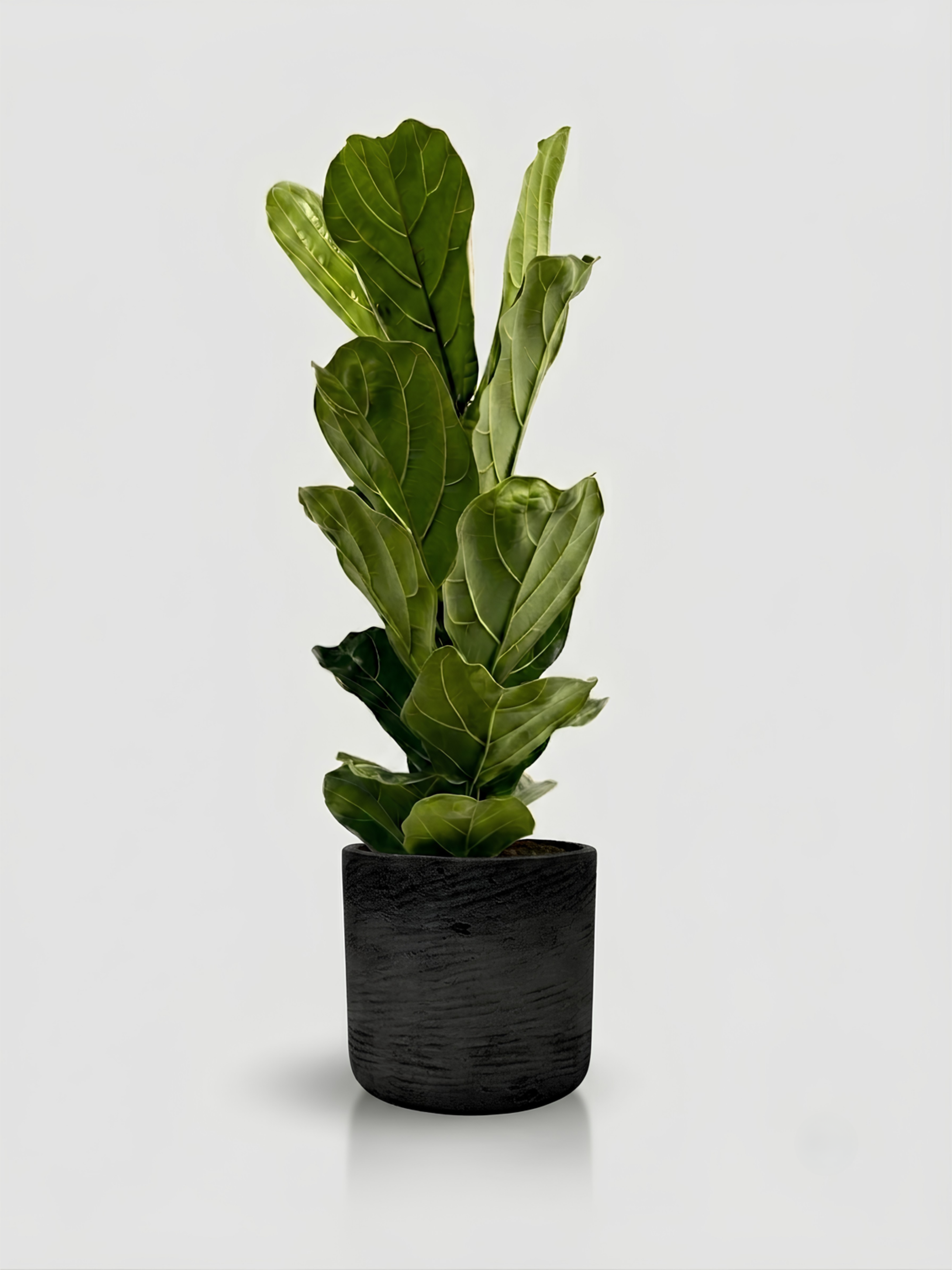 Ficus Lyrata (Fiddle Leaf Fig) in Premium Ceramic Pot, Plant & Pot Bundle