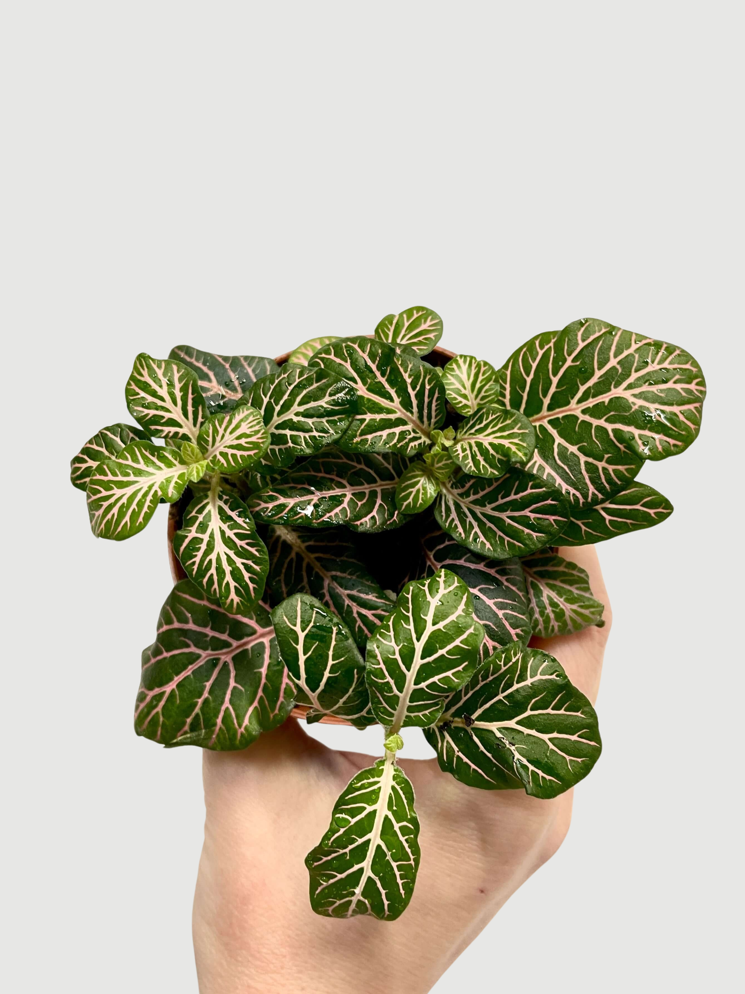 Fittonia_Albivenis_Plants_Limited_Edition