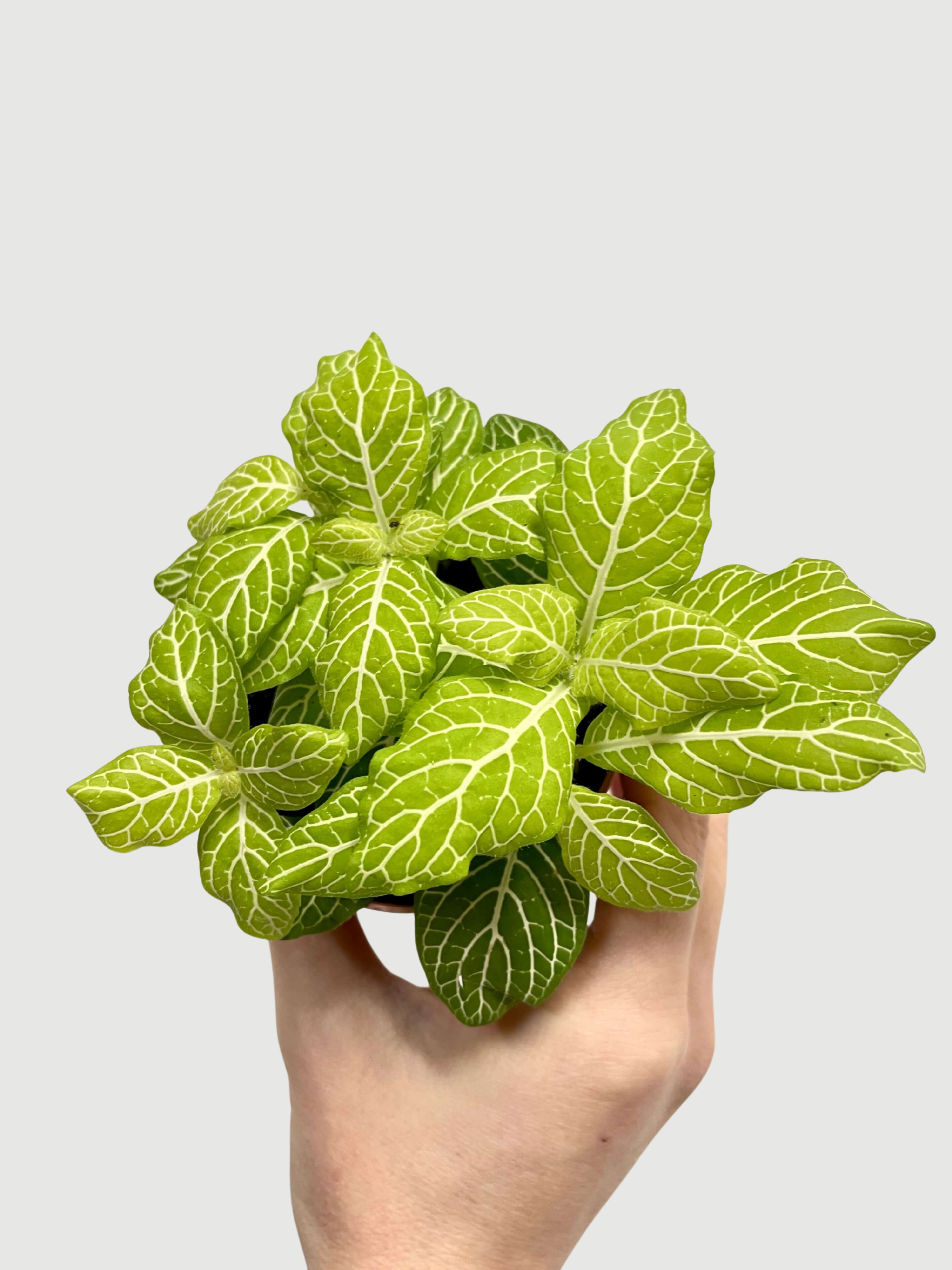 Fittonia_Albivenis_Plants_Limited_Edition