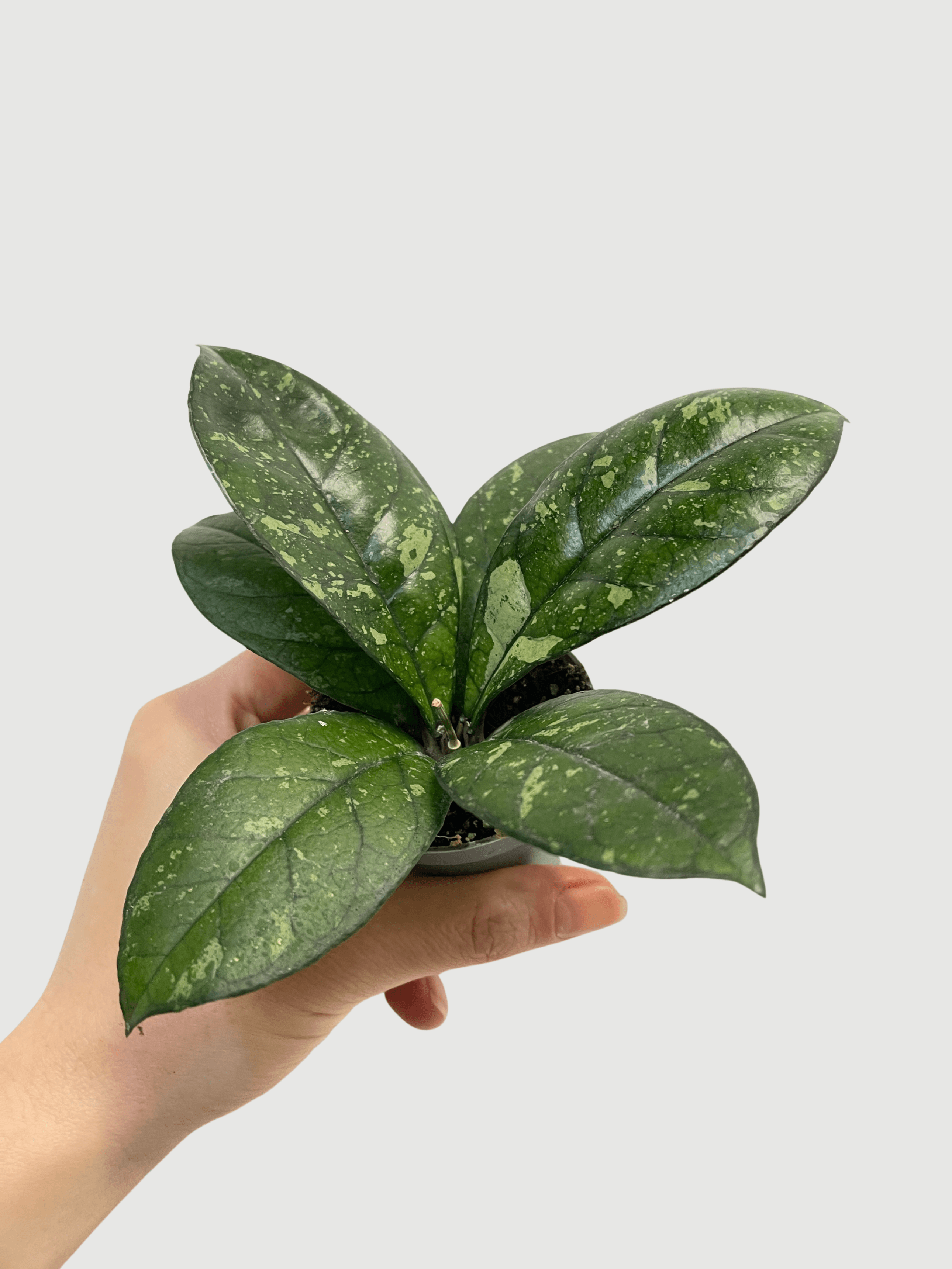 Hoya_Callistophylla_Sabah_Baby_Plant_Pet_Safe_Indoor_Plant