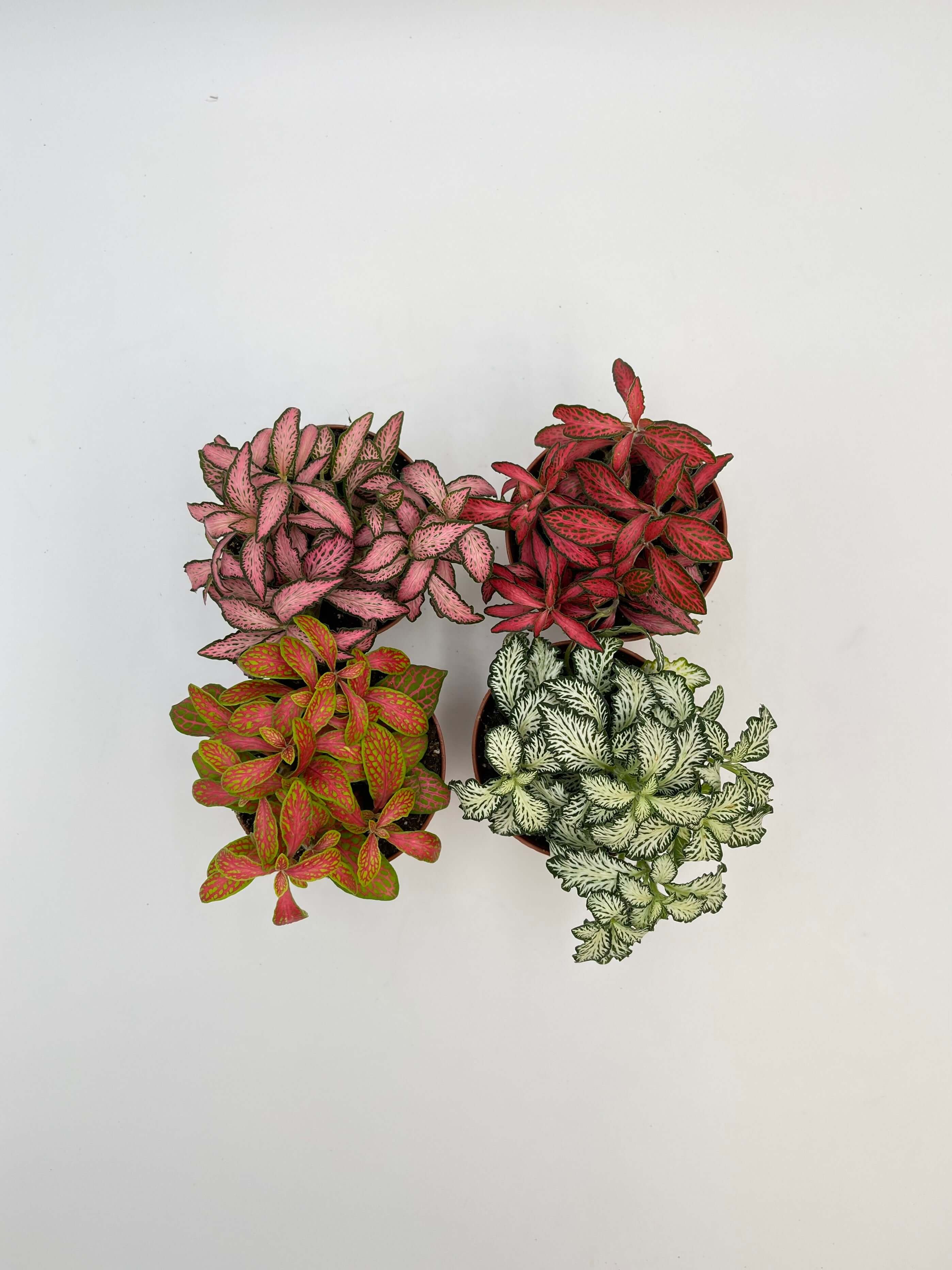 Fittonia Albivenis Plants, Limited Edition