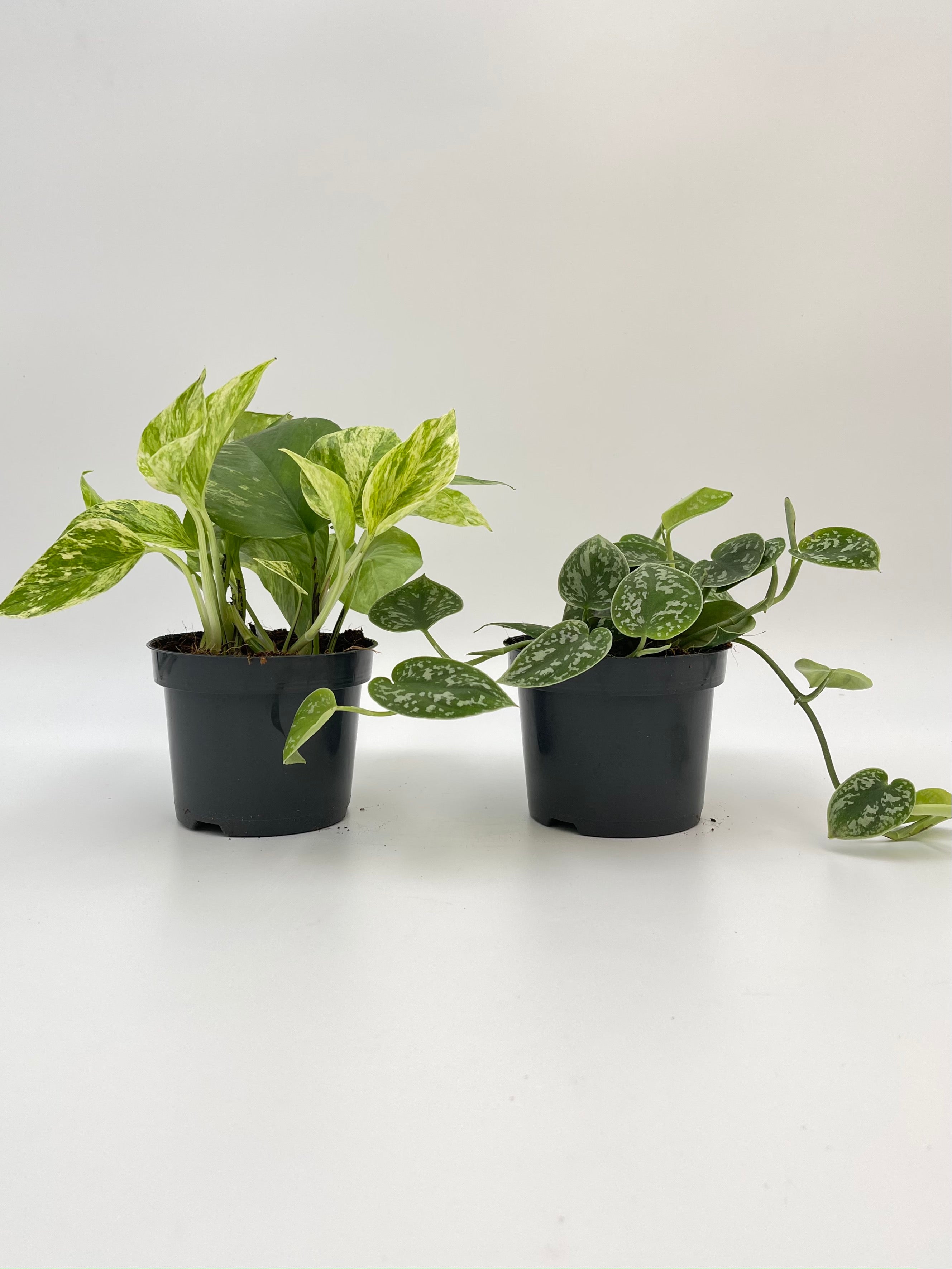 Pothos Houseplant Bundle, Trailing Plants