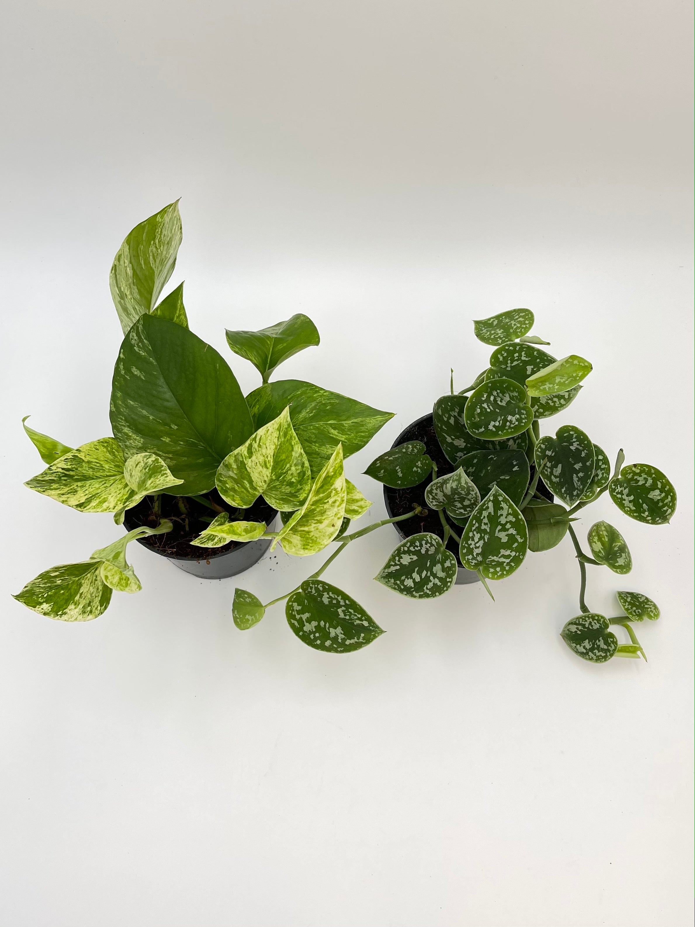 Pothos Houseplant Bundle, Trailing Plants