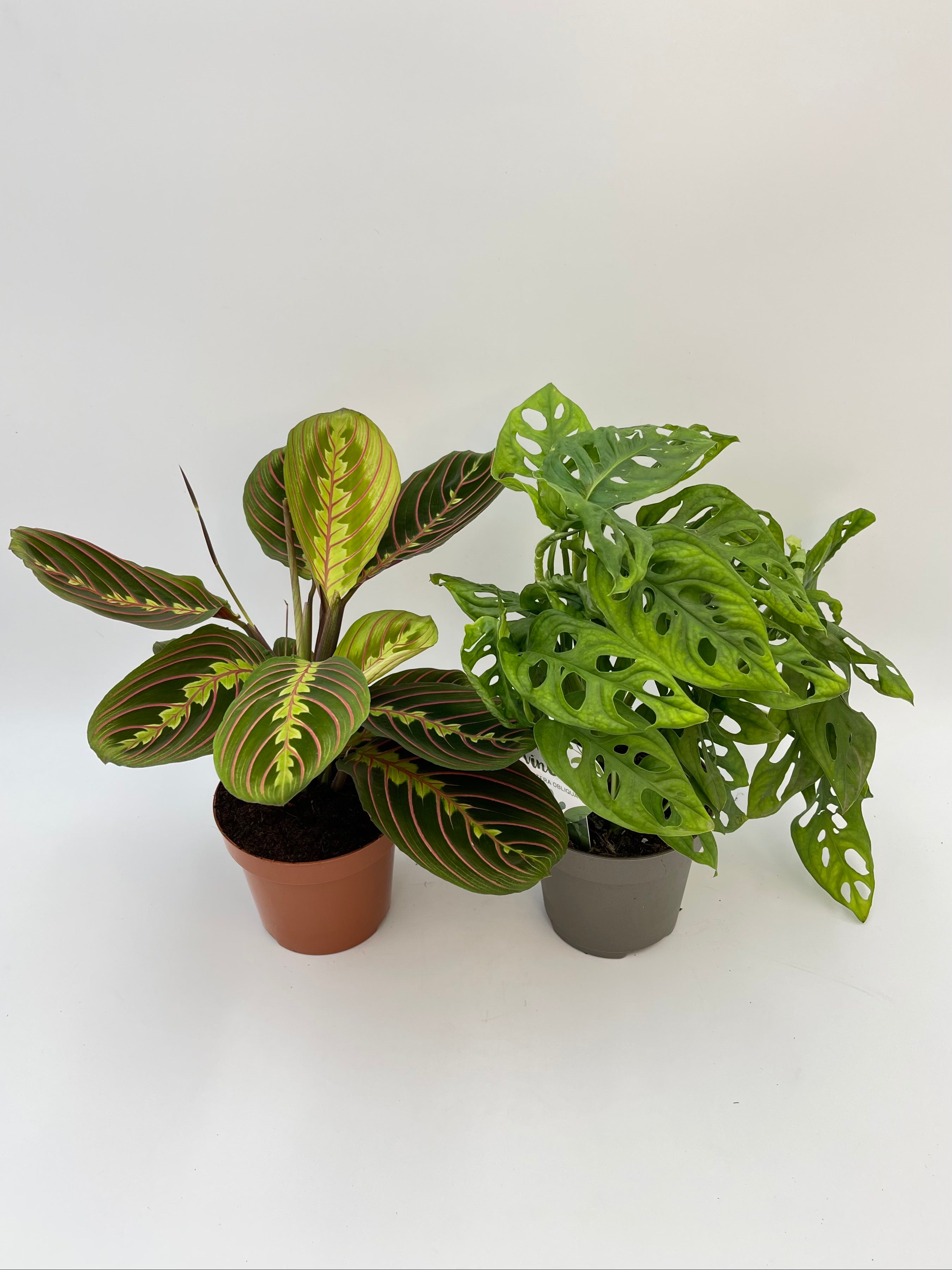 Trailing Houseplant Bundle, Monstera Adansonii, Maranta Fascinator