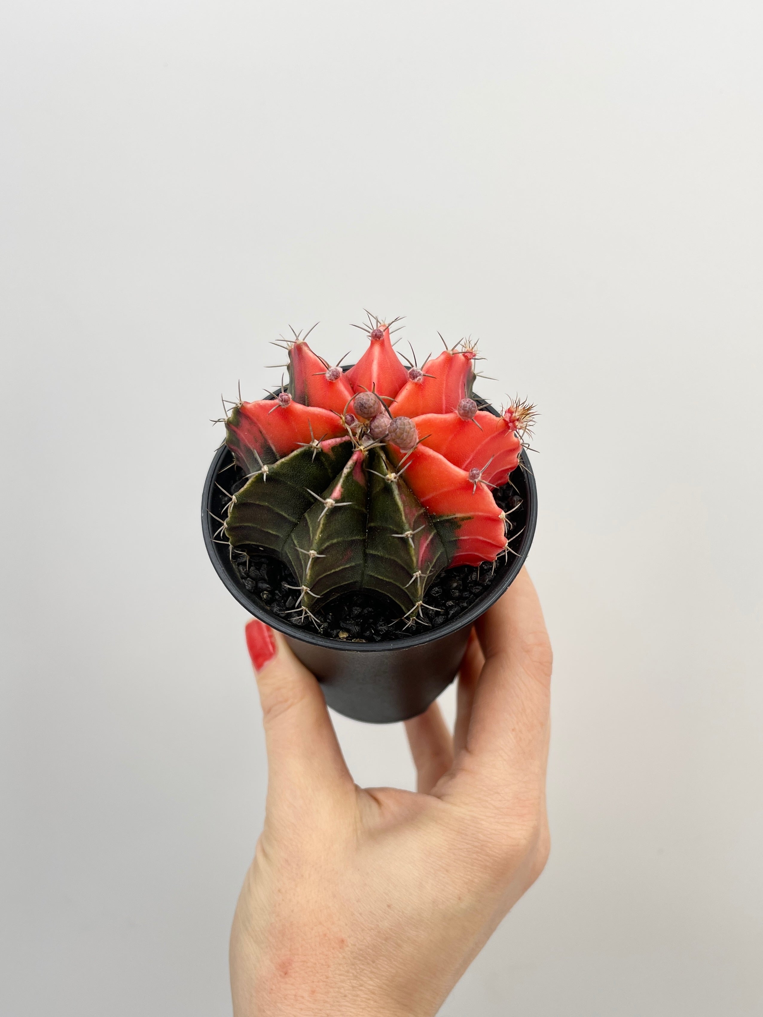 Variegated Gymnocalycium Mixed Cactus House Plant