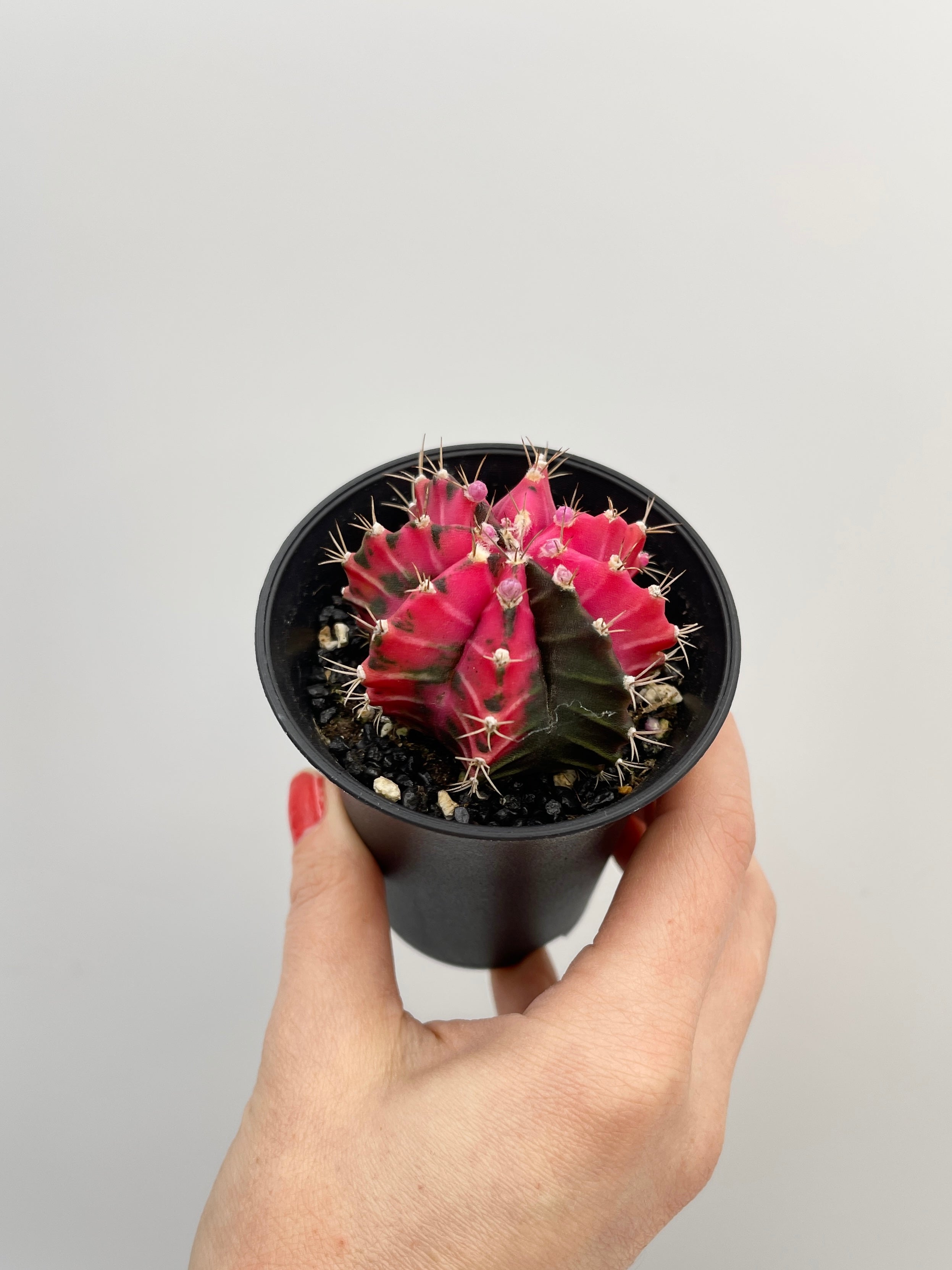 Variegated Gymnocalycium Mixed Cactus House Plant