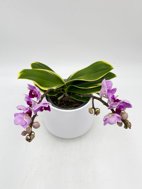 Rare Phalaenopsis Sogo Vivien Variegated