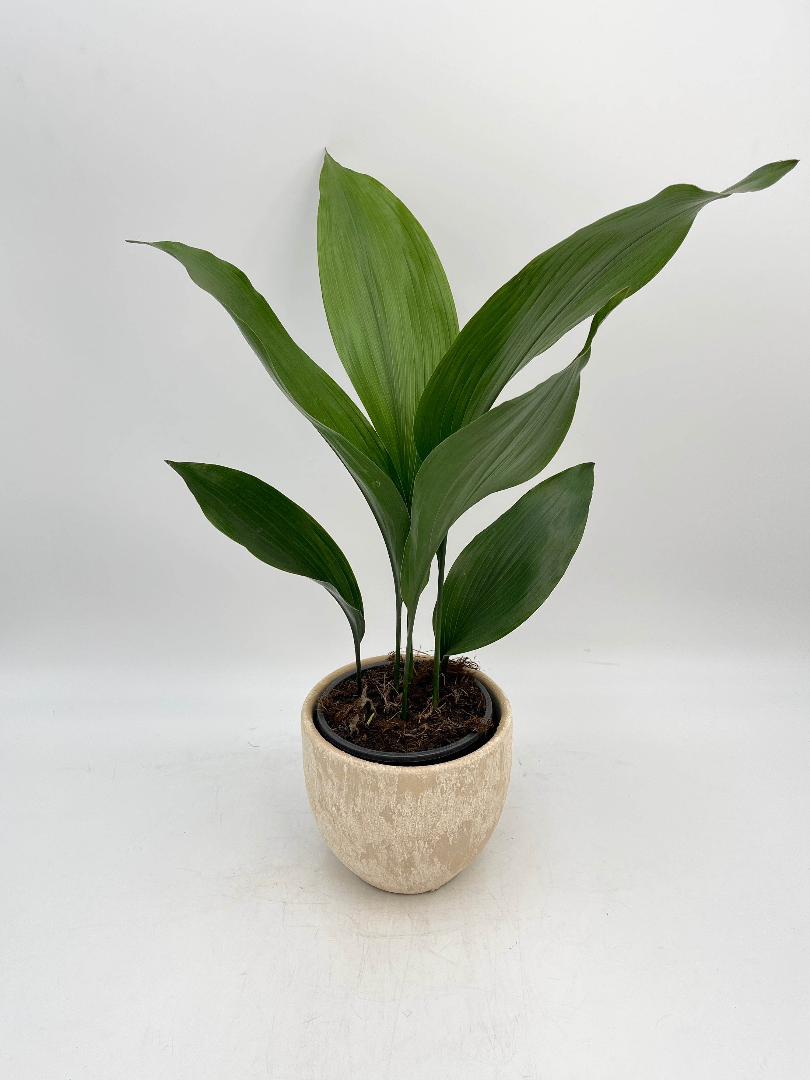 Cast Iron Plant, Aspidistra Elatior, 40-50 cm