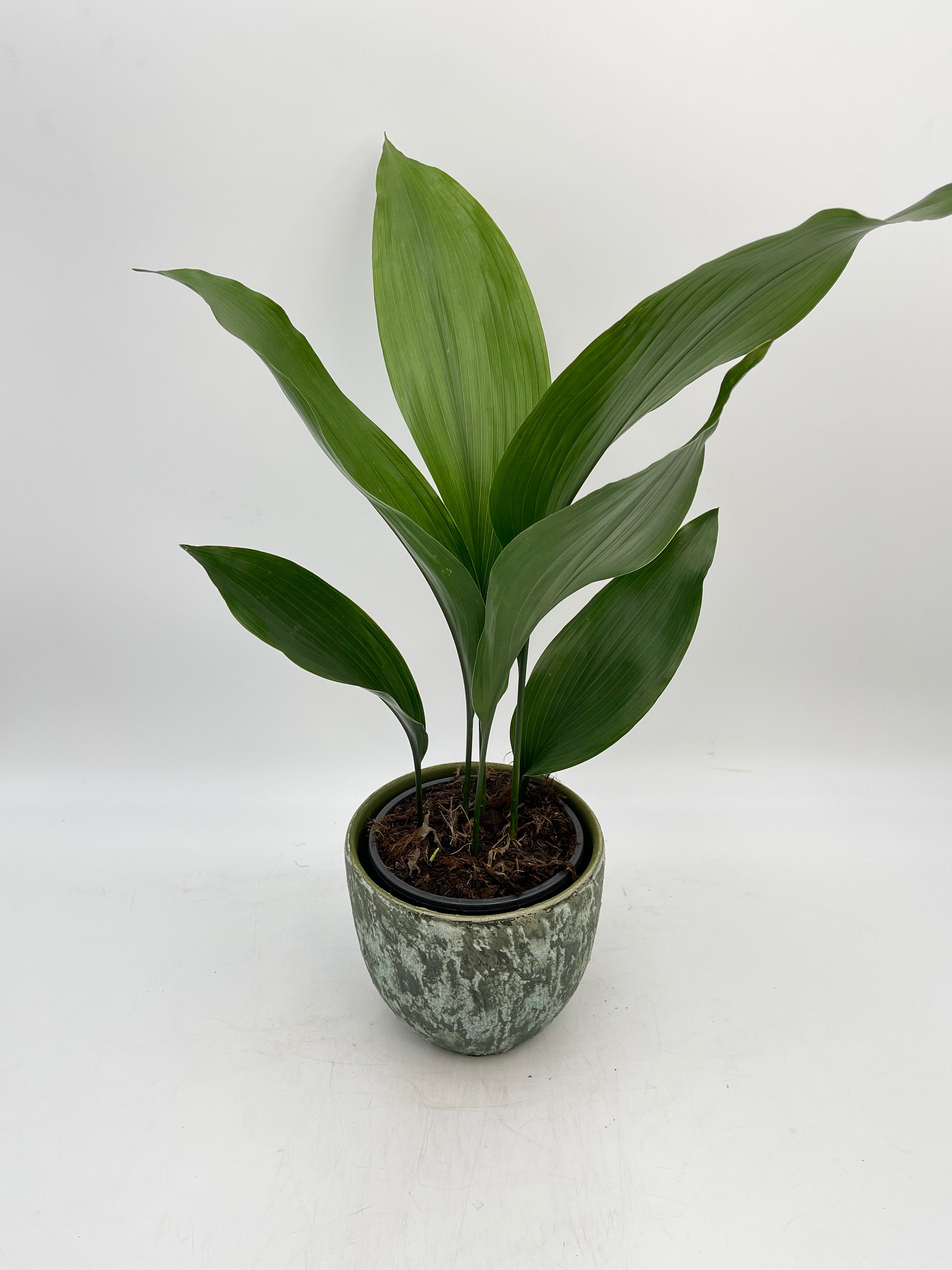 Cast Iron Plant, Aspidistra Elatior, 40-50 cm