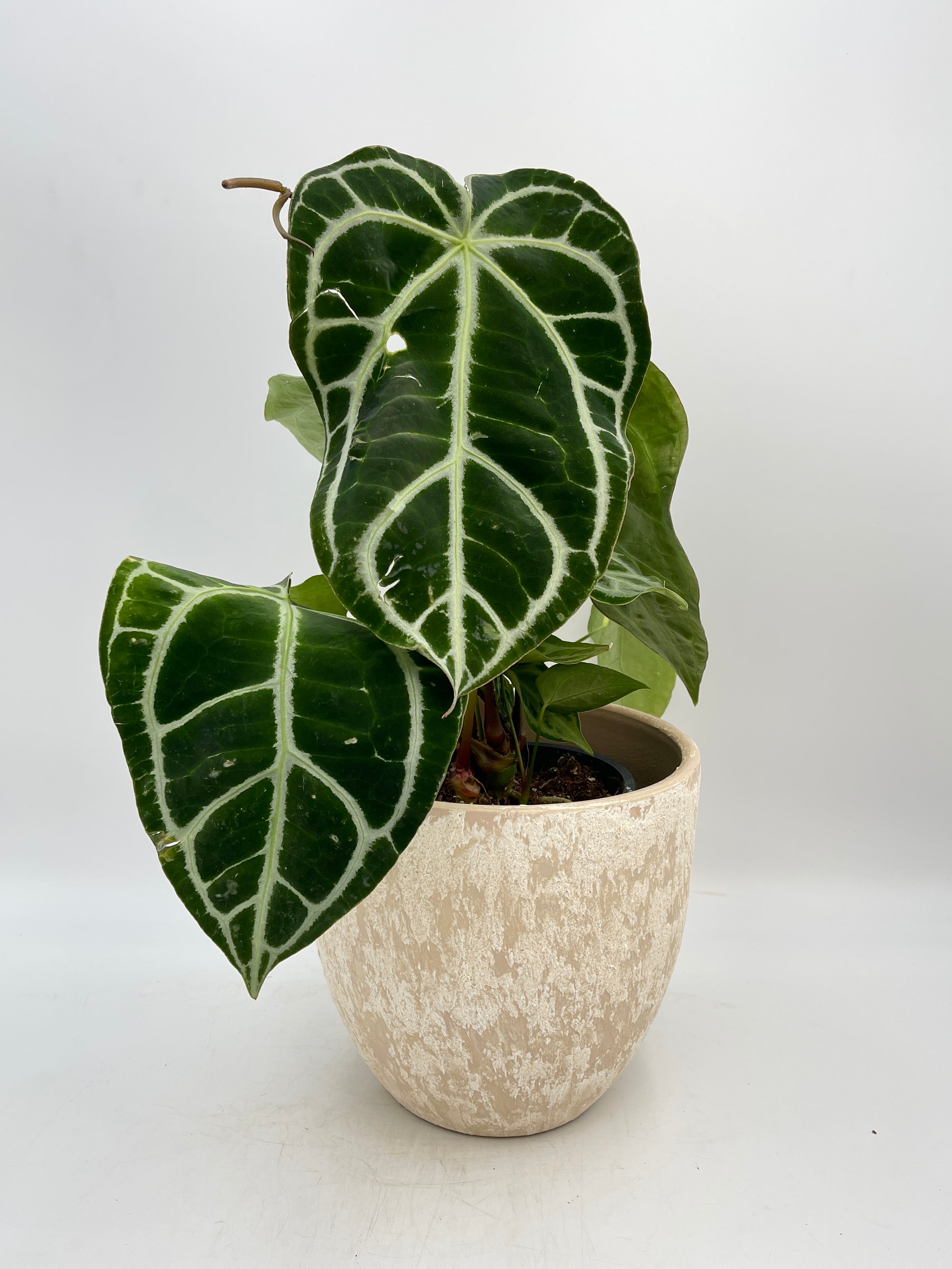 Anthurium Crystallinum Hybrid, XL