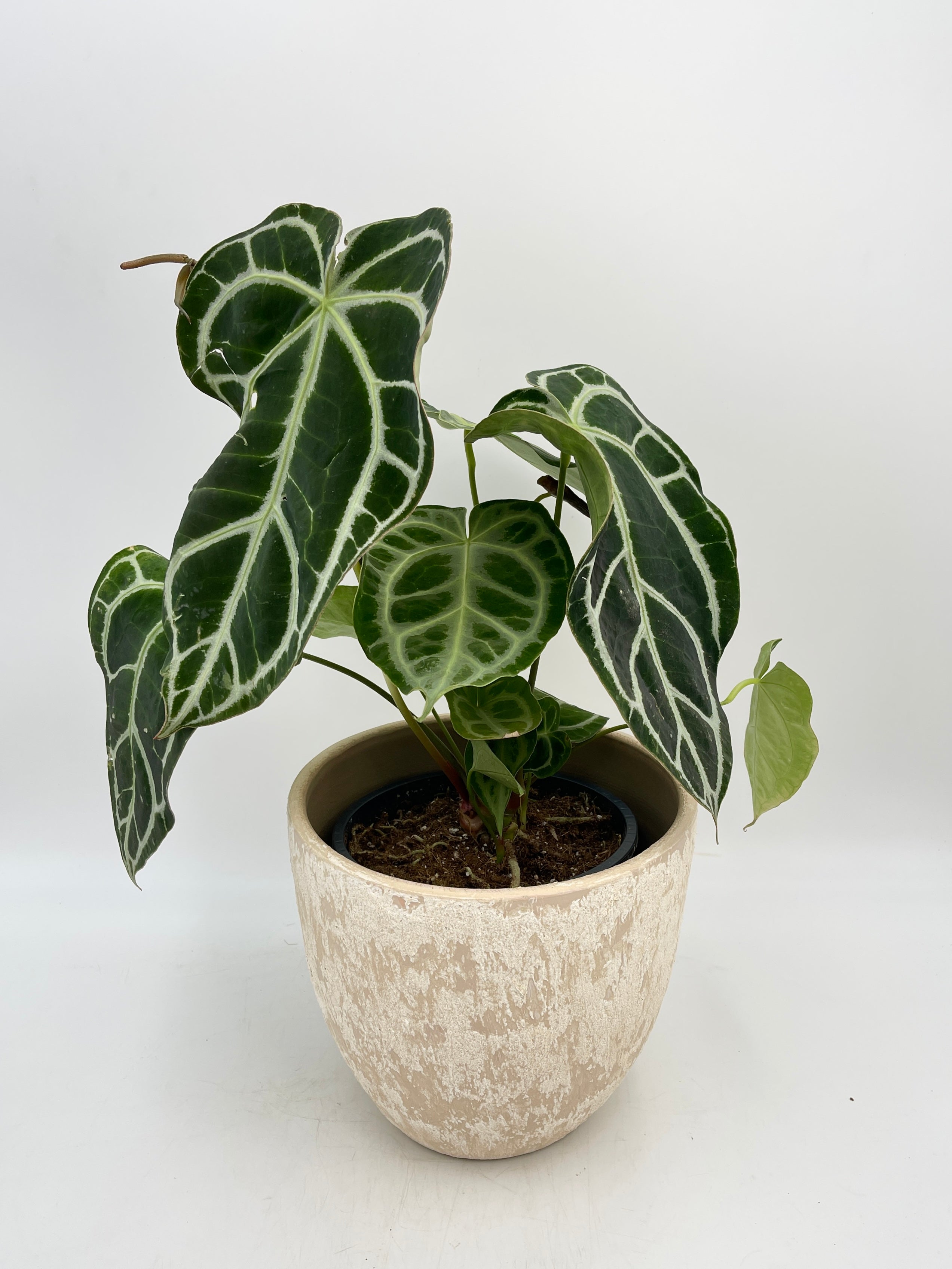 Anthurium Crystallinum Hybrid, XL