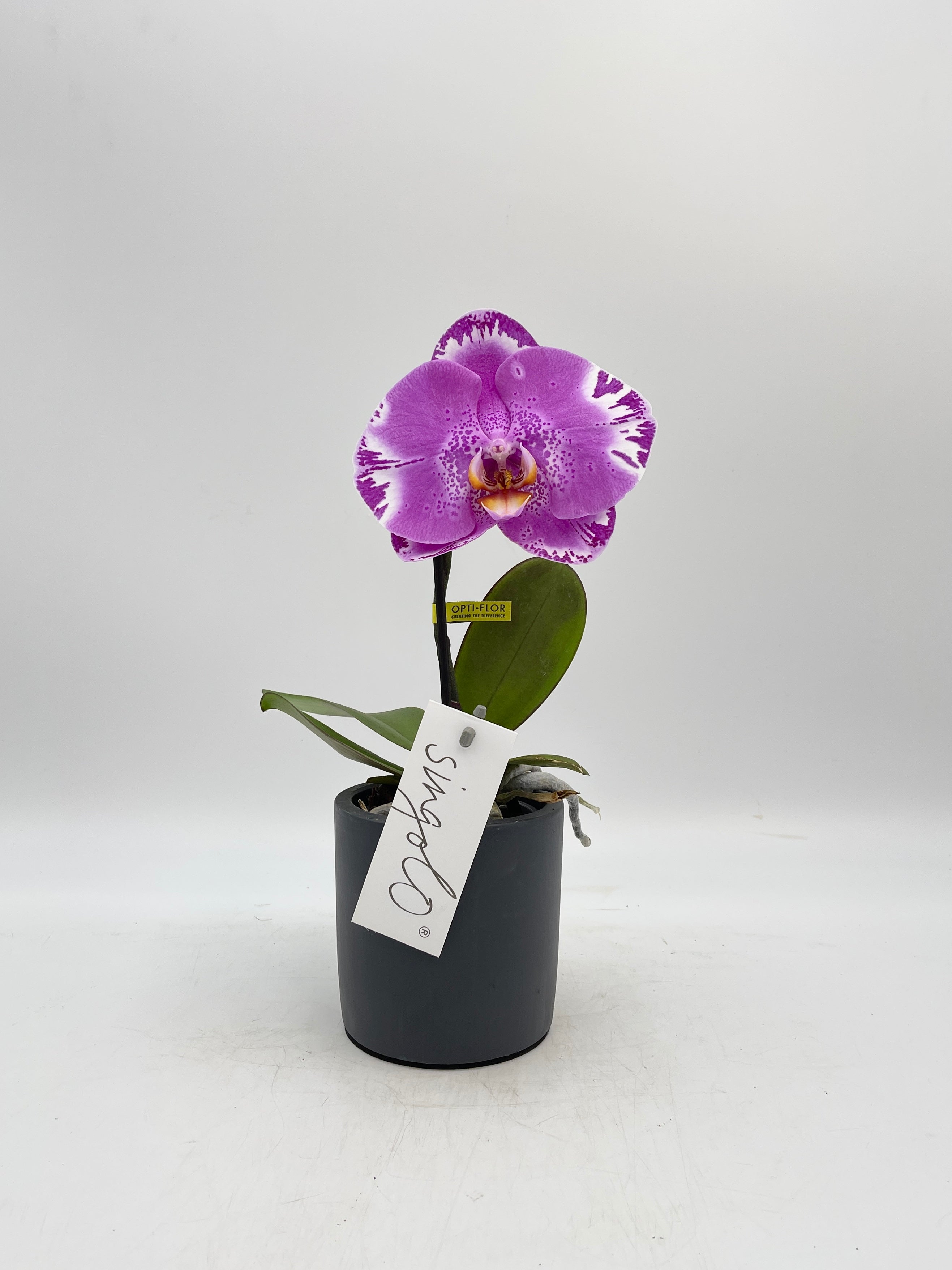 Phalaenopsis Singolo, XXL Flower