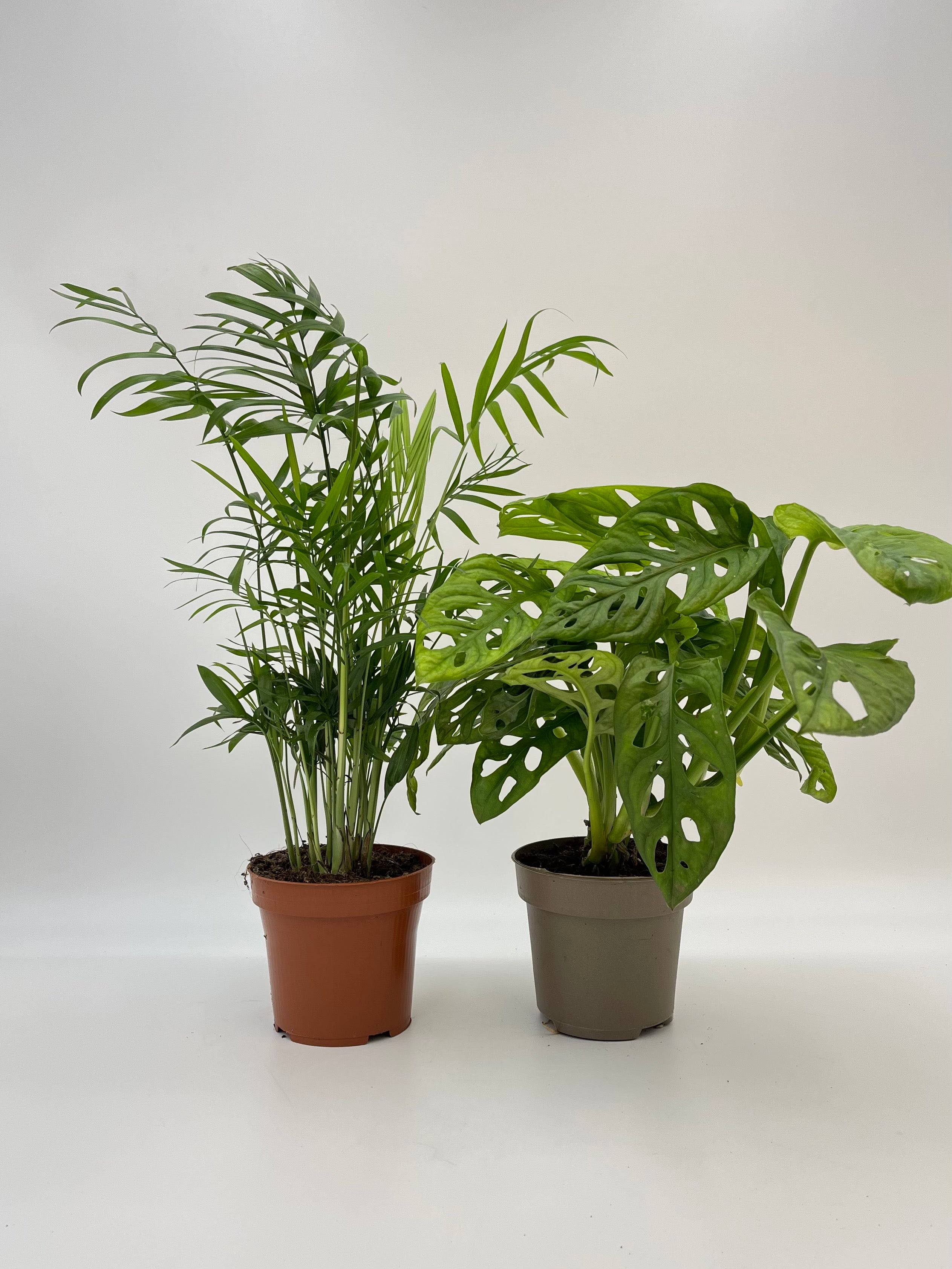 Houseplant Bundle, Parlor Palm, Chamaedorea Elegans, Monstera adansonii, Monkey Mask