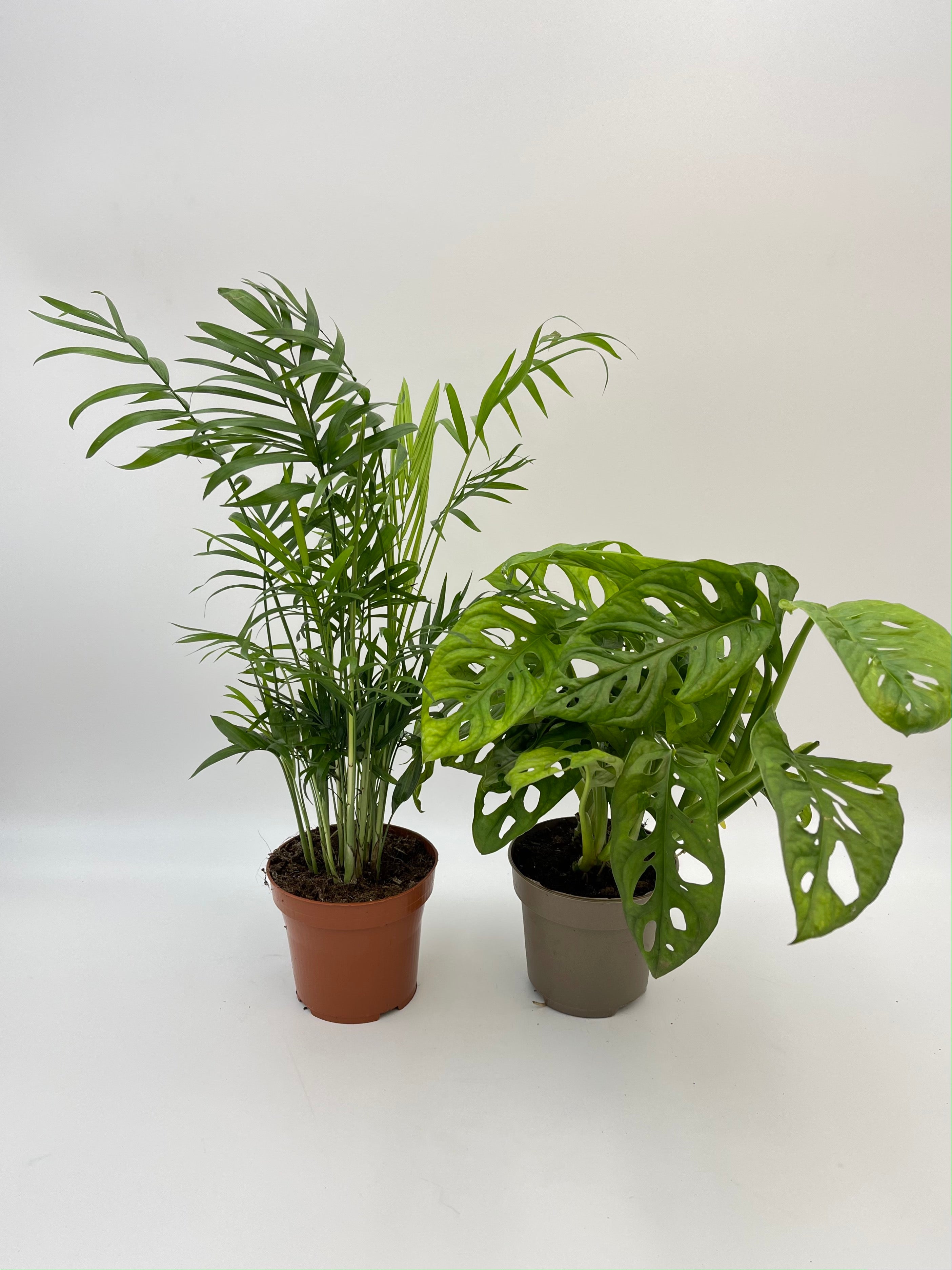 Houseplant Bundle, Parlor Palm, Chamaedorea Elegans, Monstera adansonii, Monkey Mask