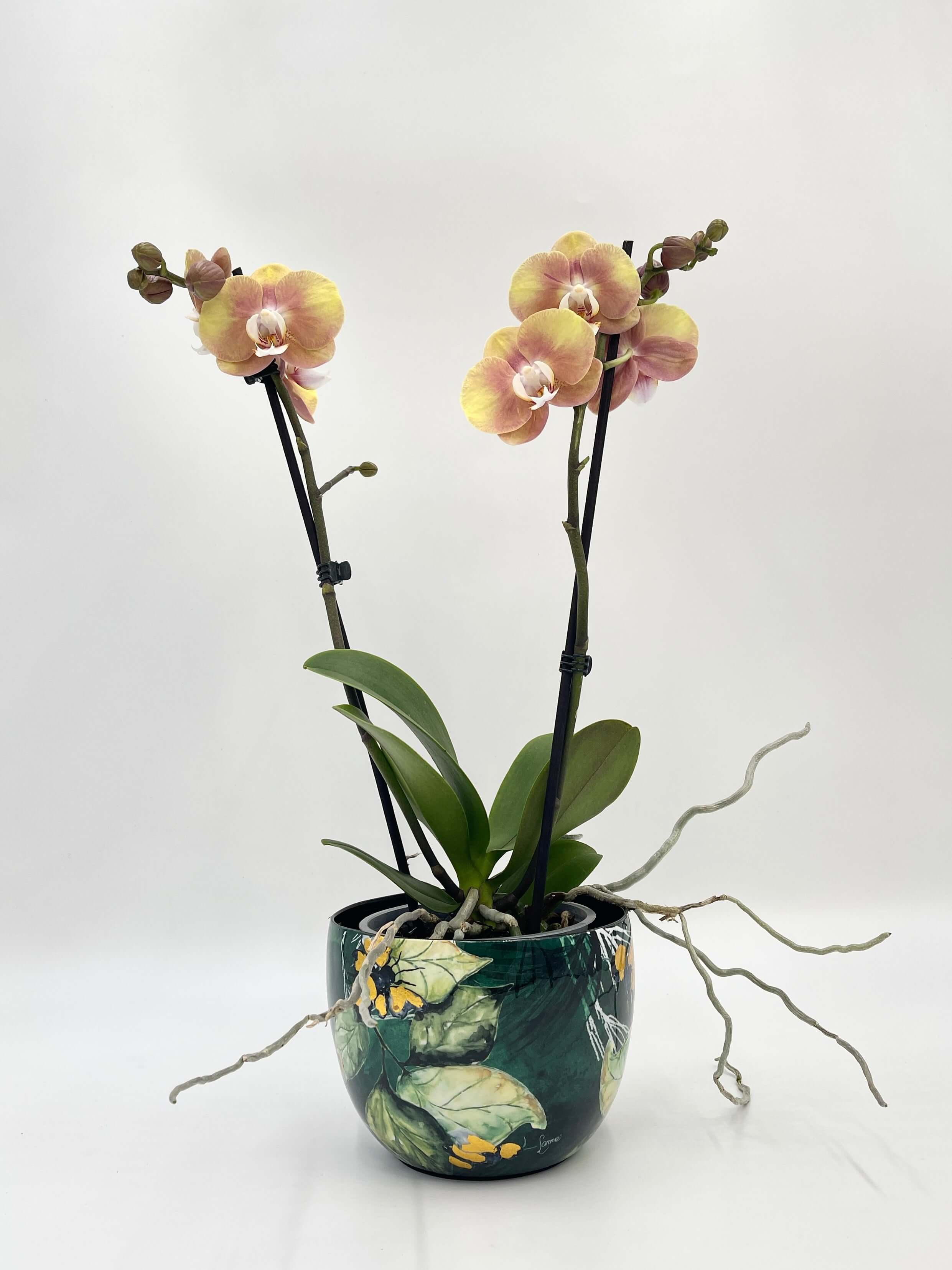 Phalaenopsis Ox Zeus, 40-50cm