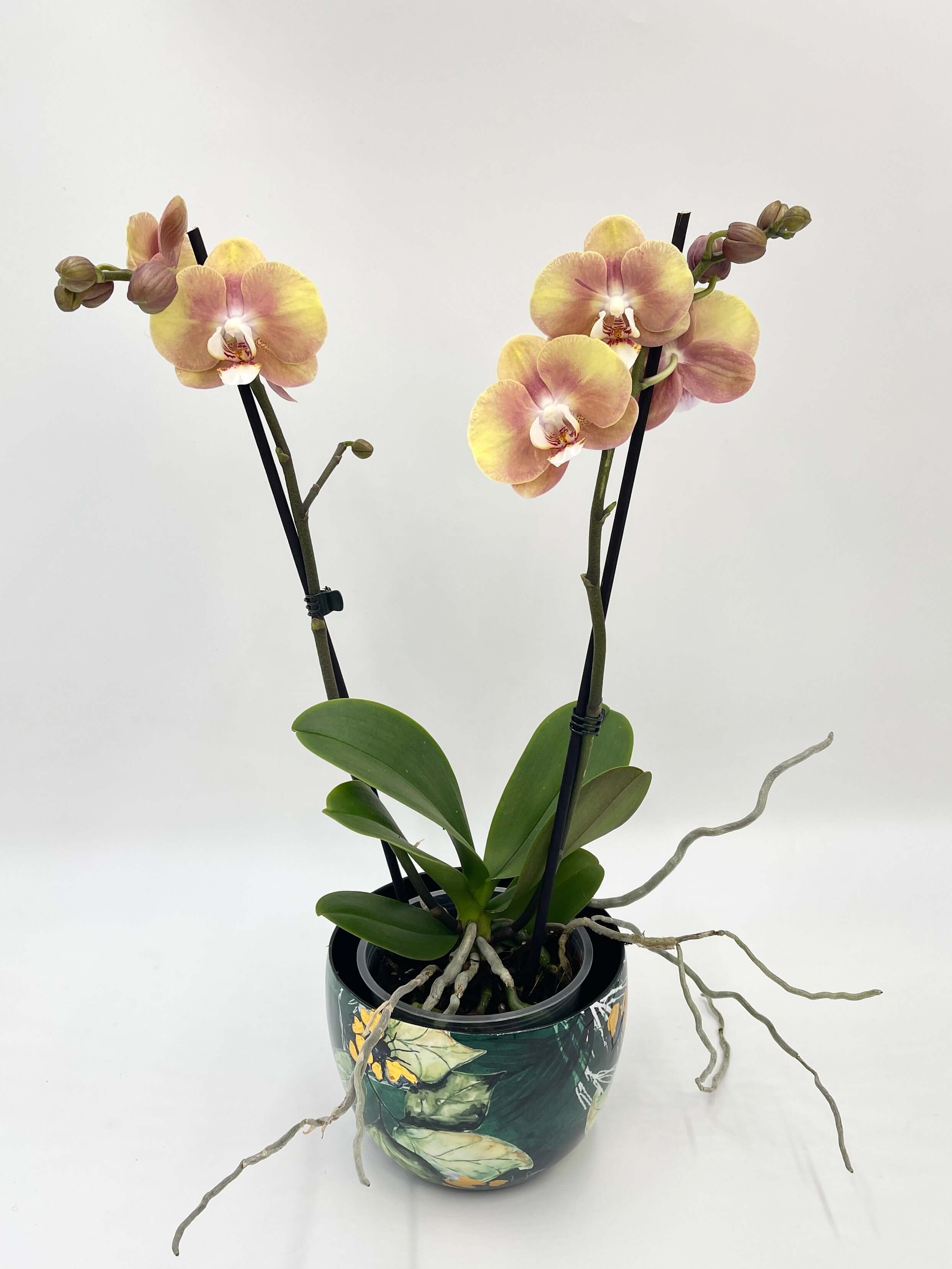 Phalaenopsis Ox Zeus, 40-50cm