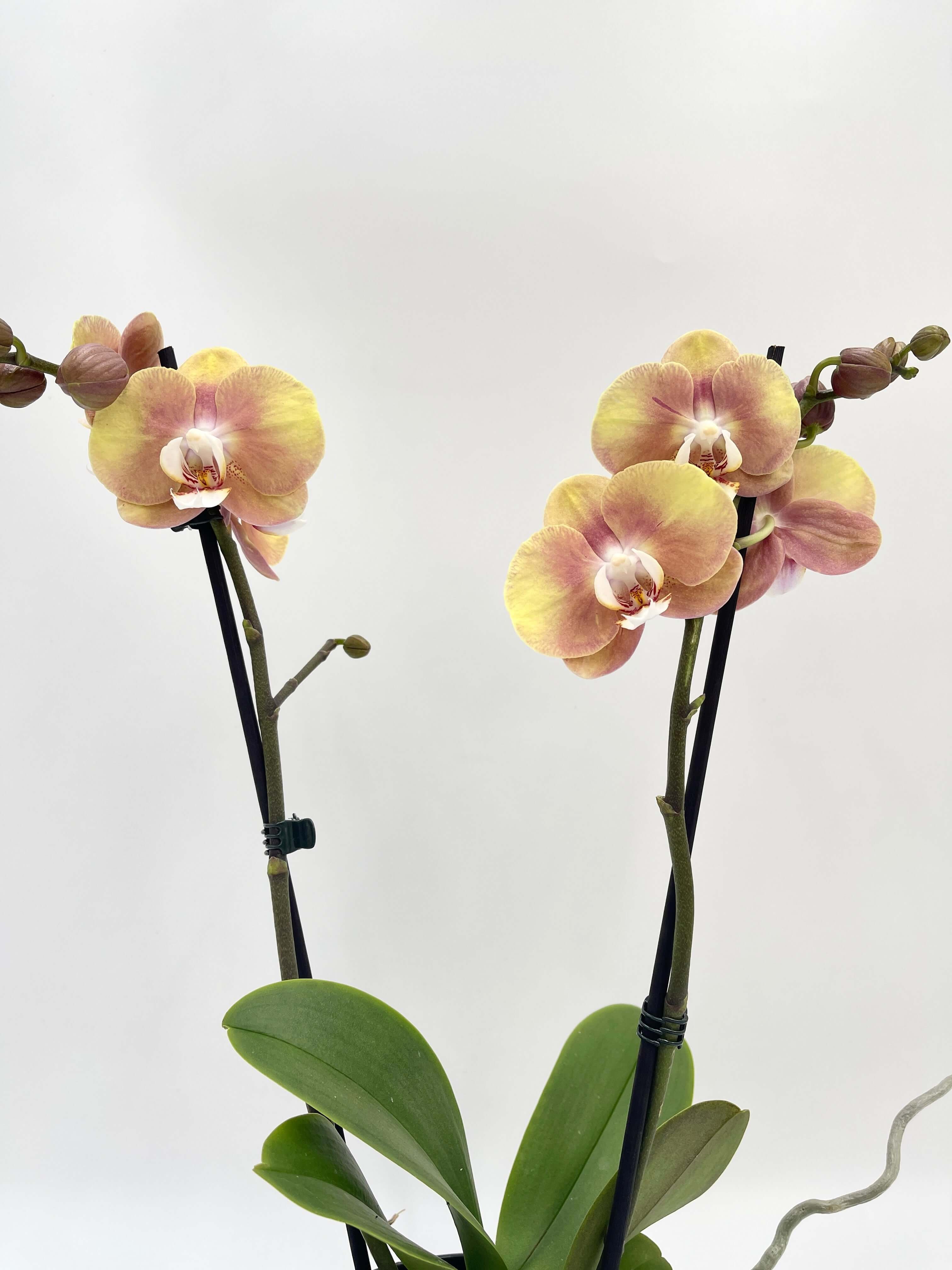 Phalaenopsis Ox Zeus, 40-50cm