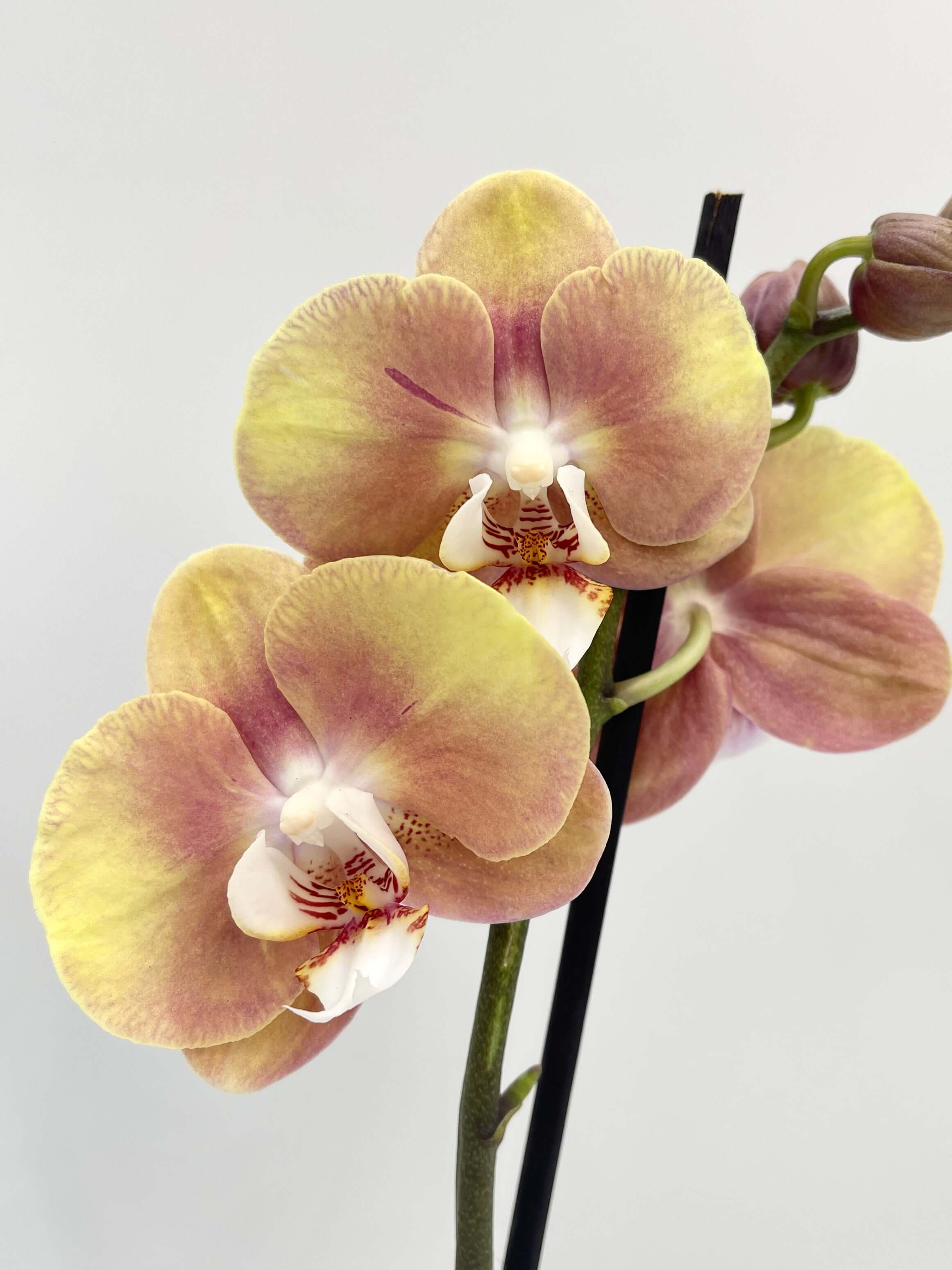 Phalaenopsis Ox Zeus, 40-50cm