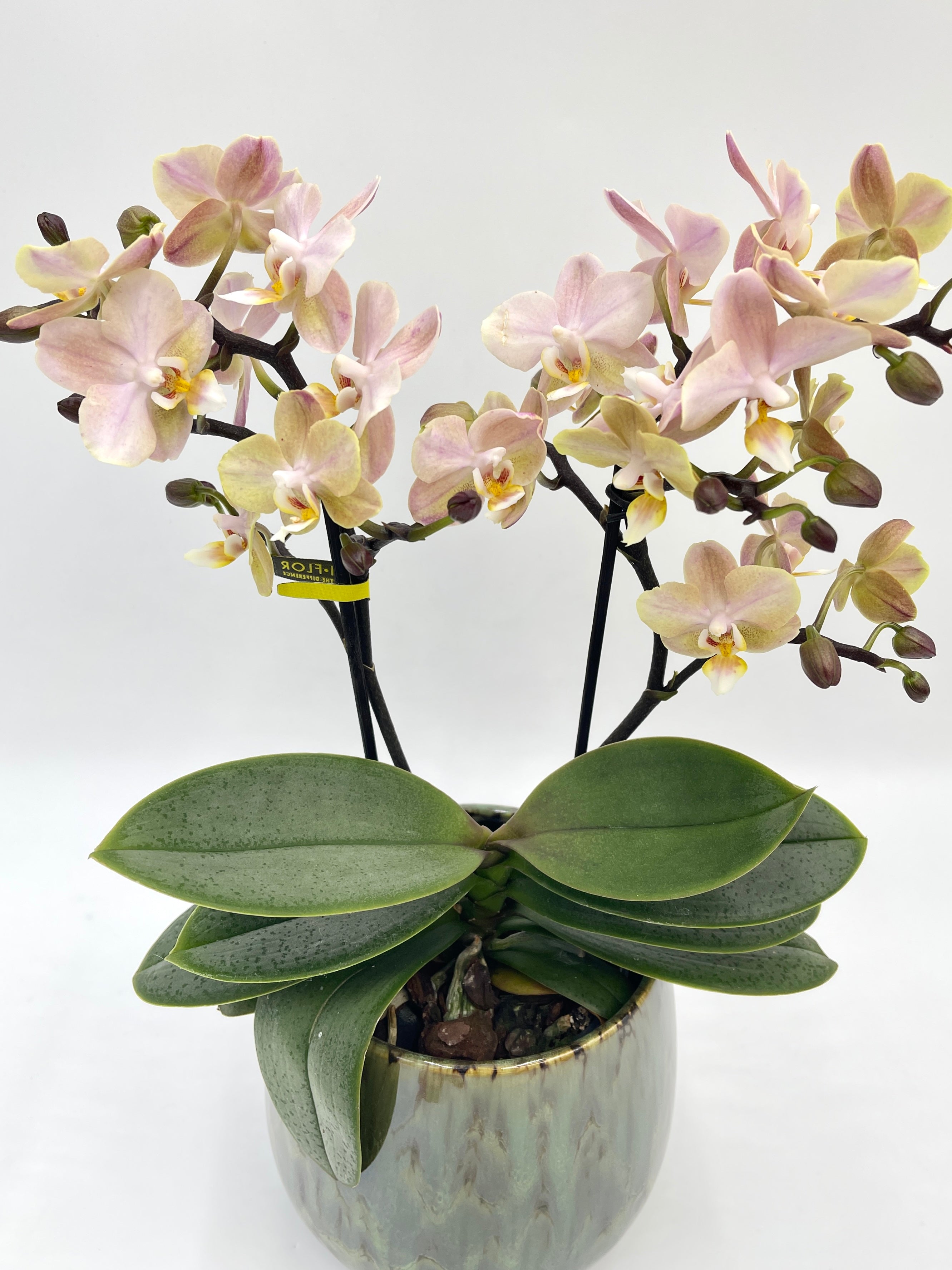 Aromio Scented Phalaenopsis Orchid, Perfíum Scention