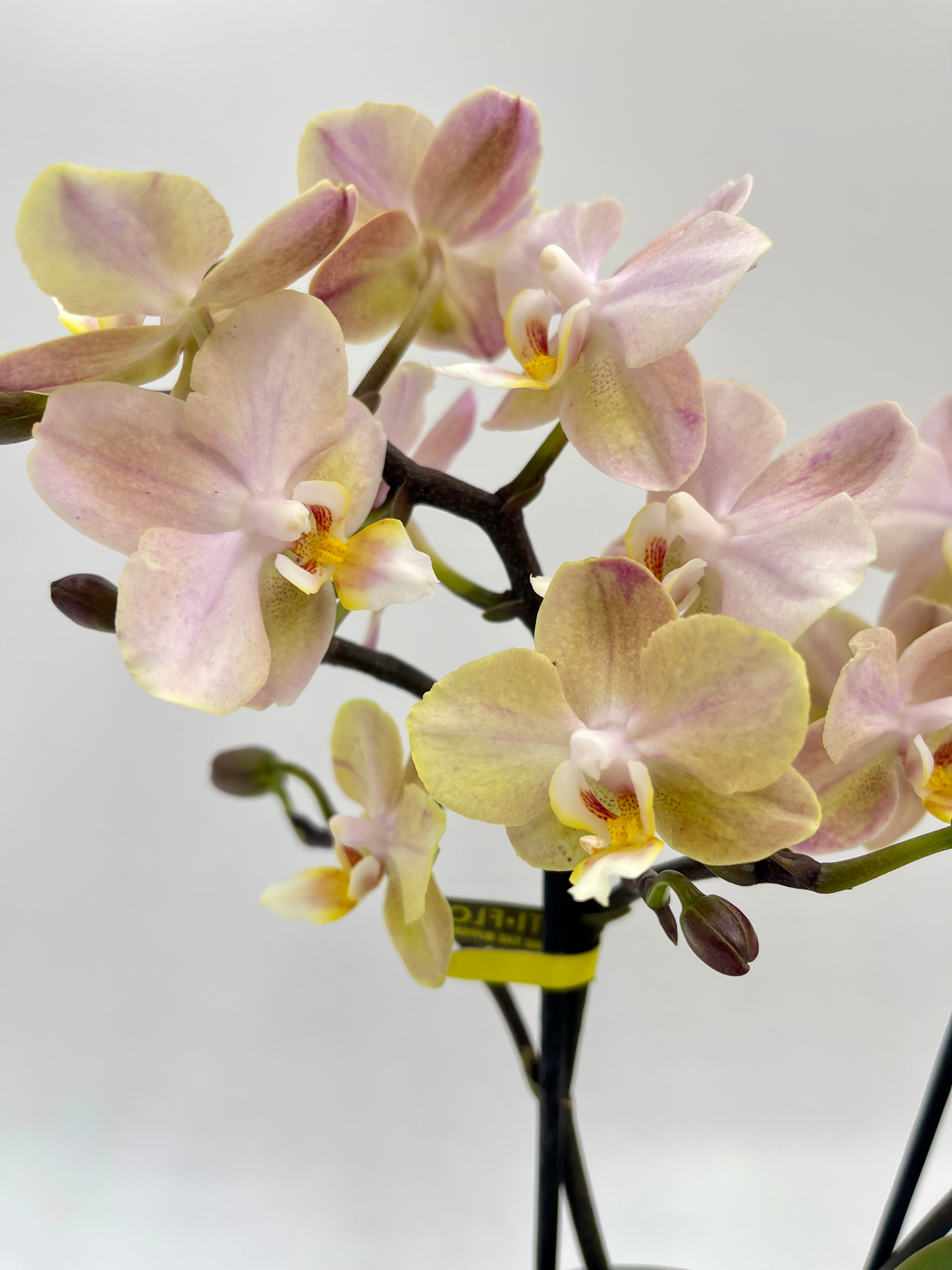 Aromio Scented Phalaenopsis Orchid, Perfíum Scention