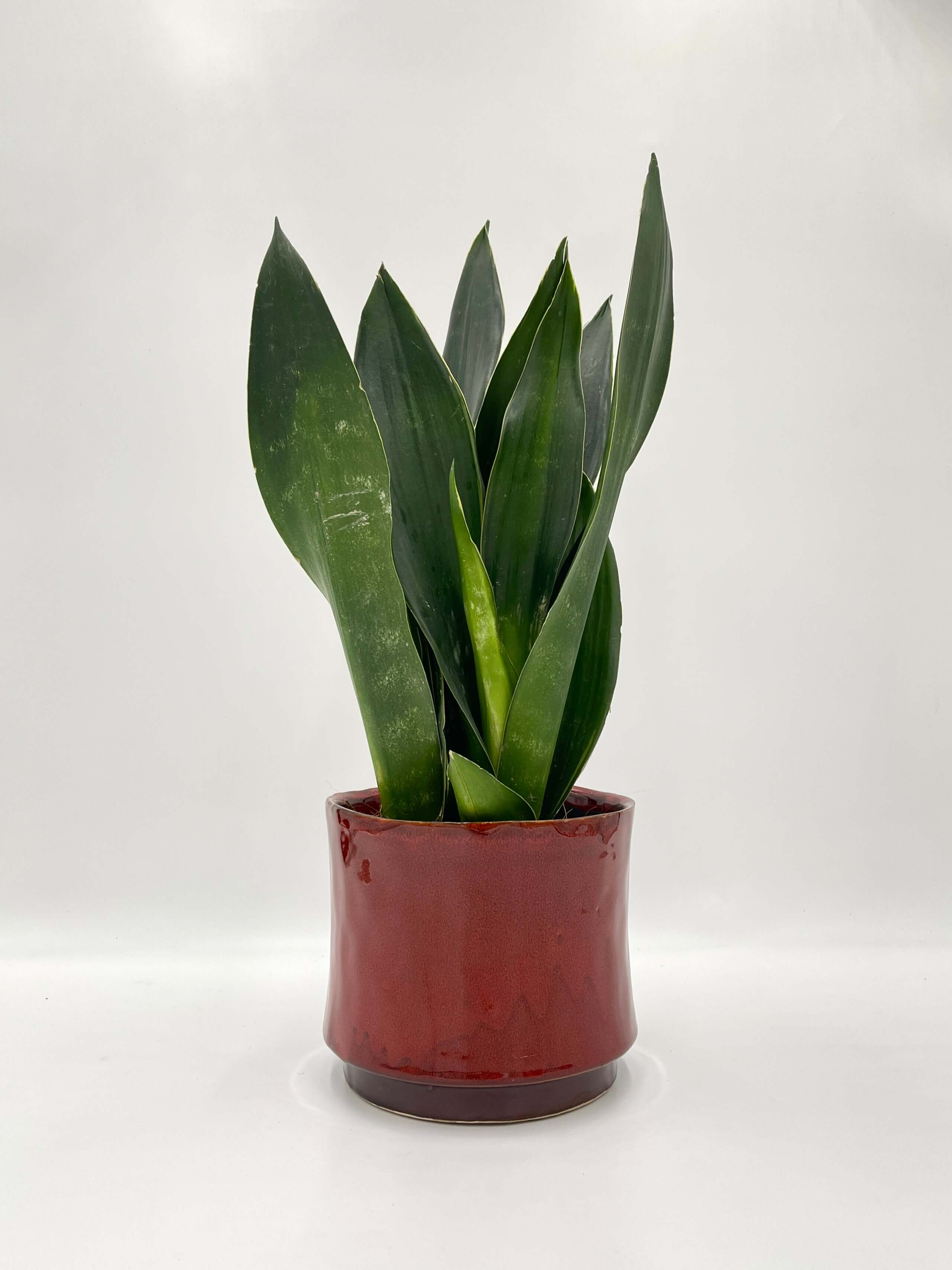 Sansevieria trifasciata, Snake Plant, Black Diamond