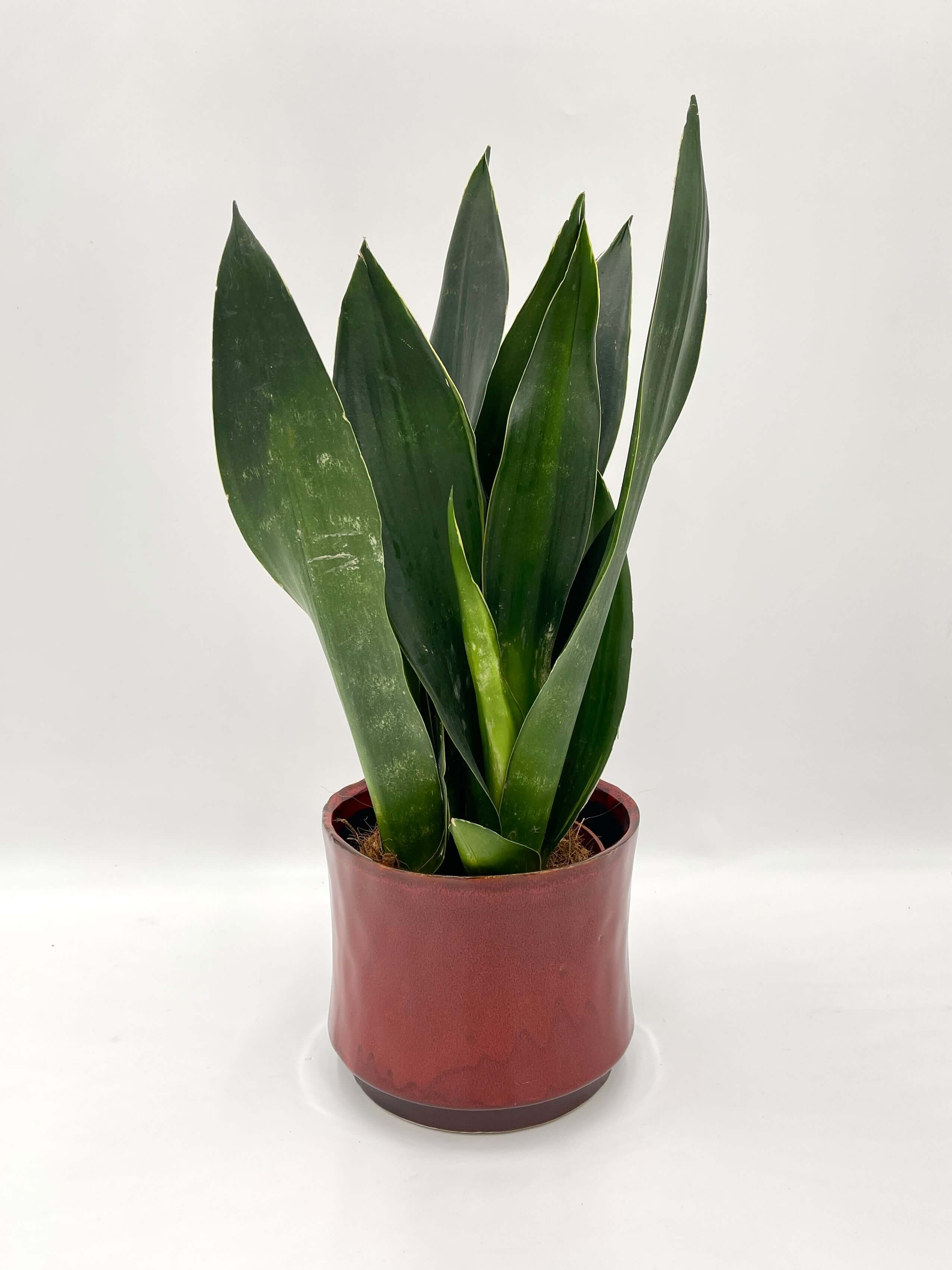 Sansevieria trifasciata, Snake Plant, Black Diamond