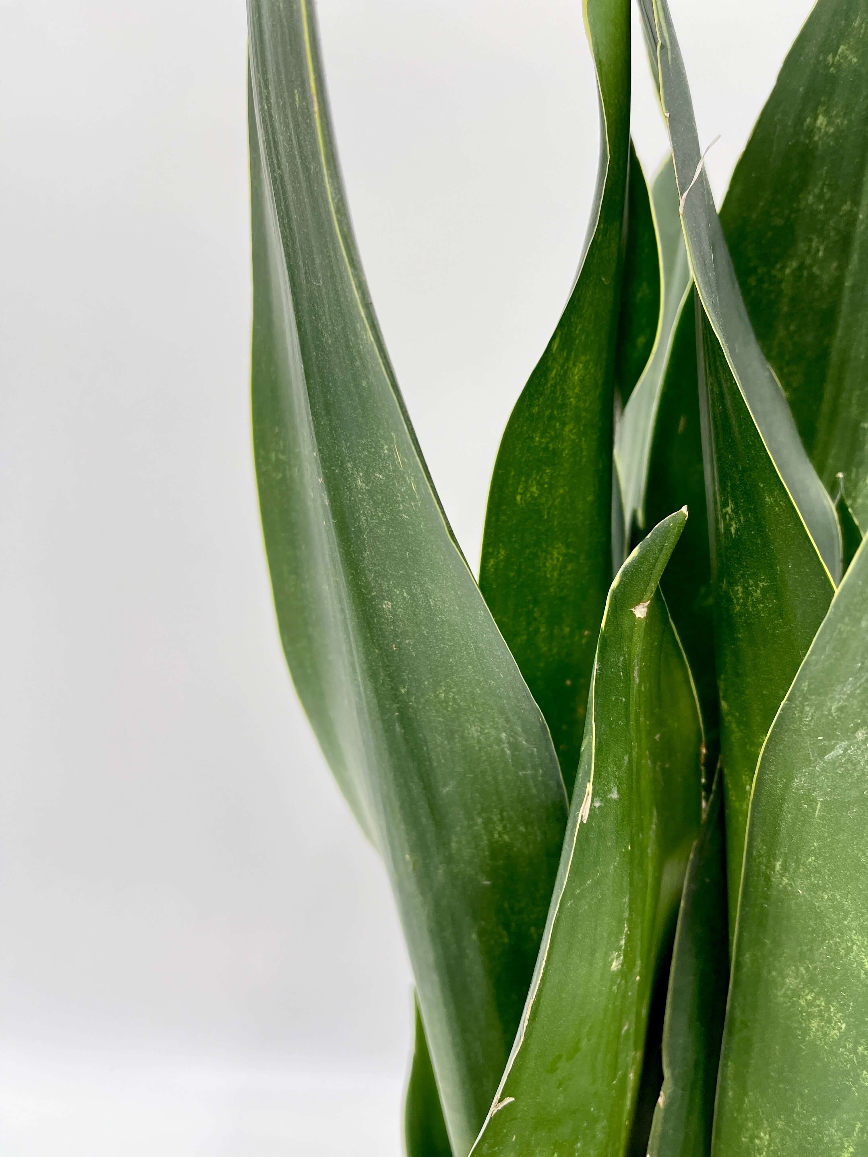 Sansevieria trifasciata, Snake Plant, Black Diamond