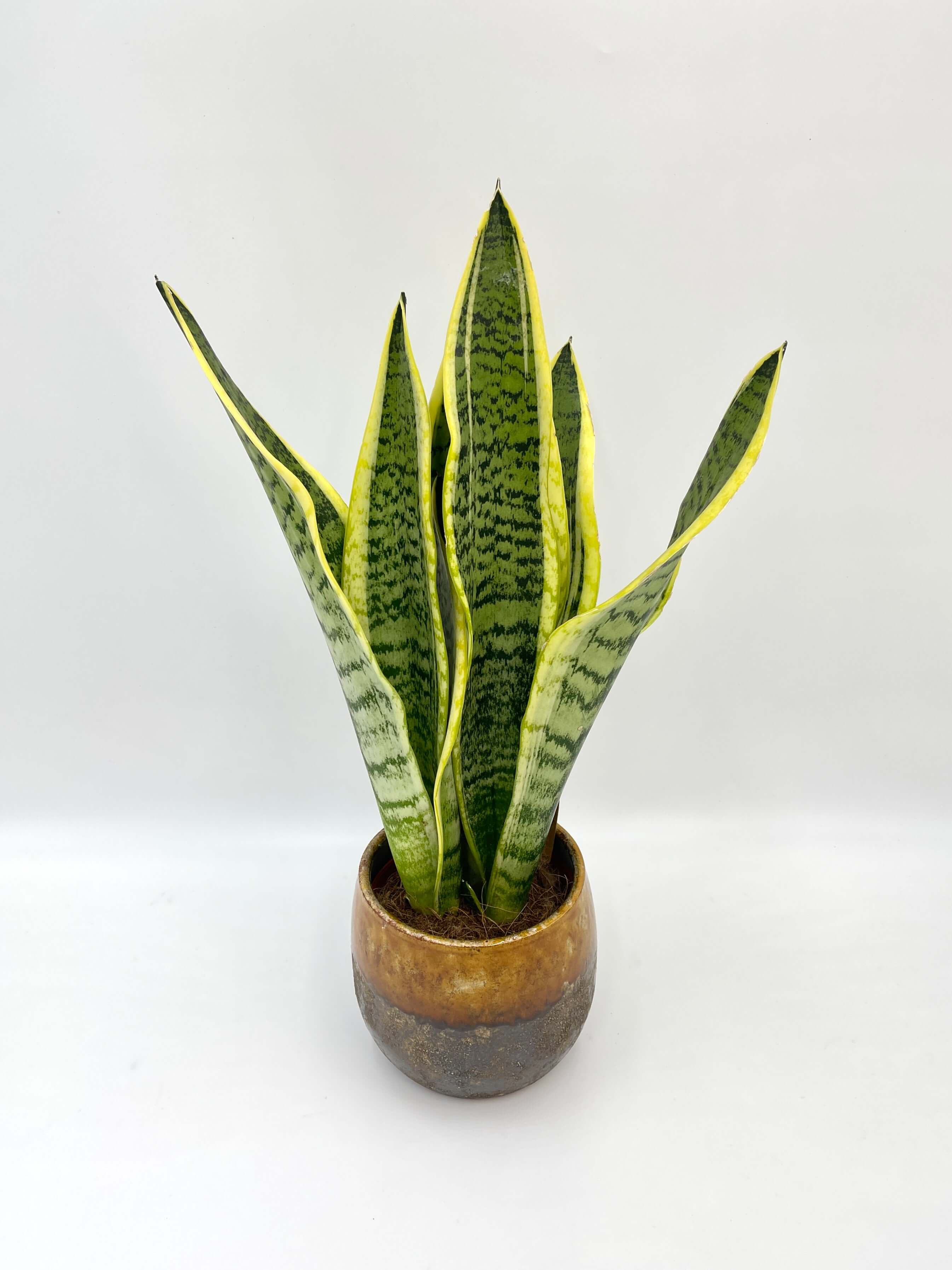 Snake Plant, Mother-in-law's Tongue, Sansevieria trifasciata Futura Superba