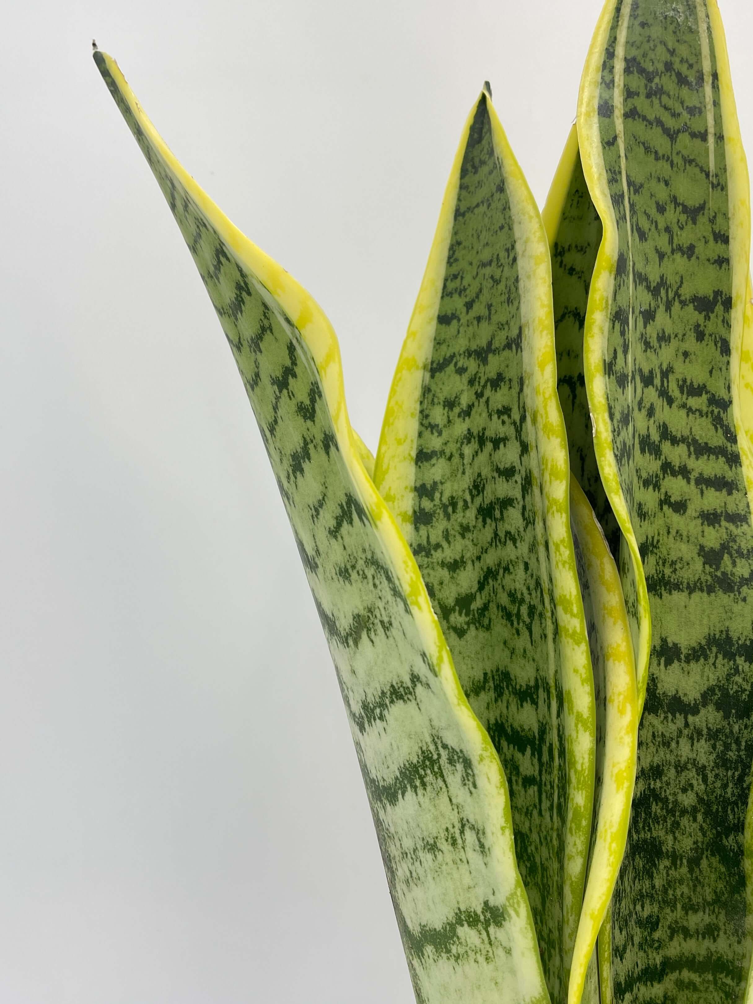 Snake Plant, Mother-in-law's Tongue, Sansevieria trifasciata Futura Superba