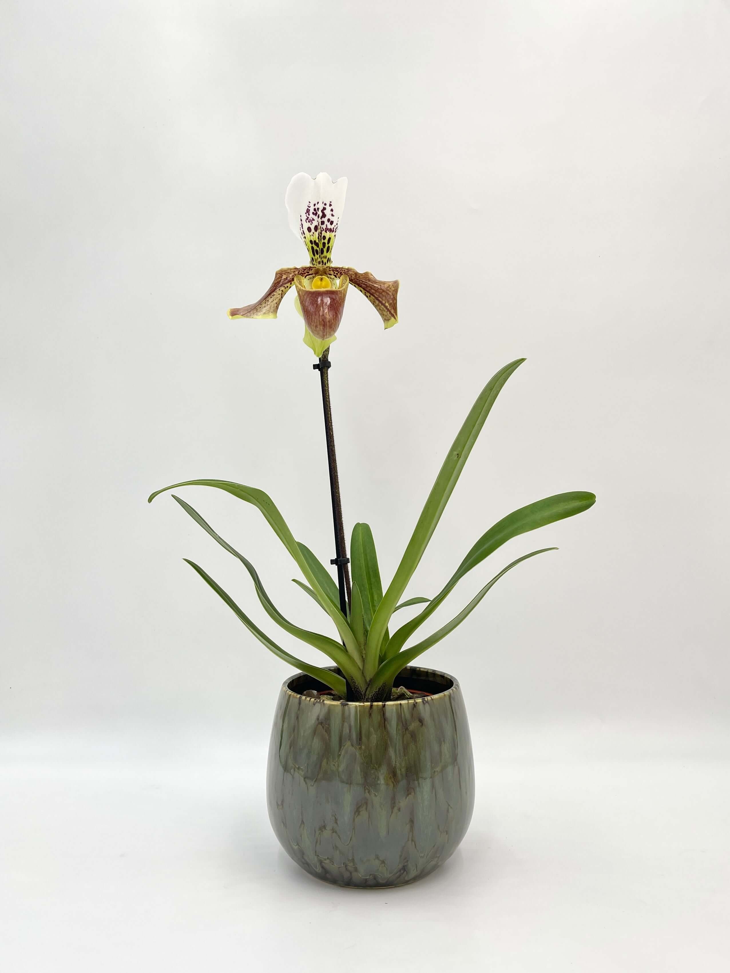 Paphiopedilum American hybrid Gem, Slipper Orchid, Stunning rare orchid