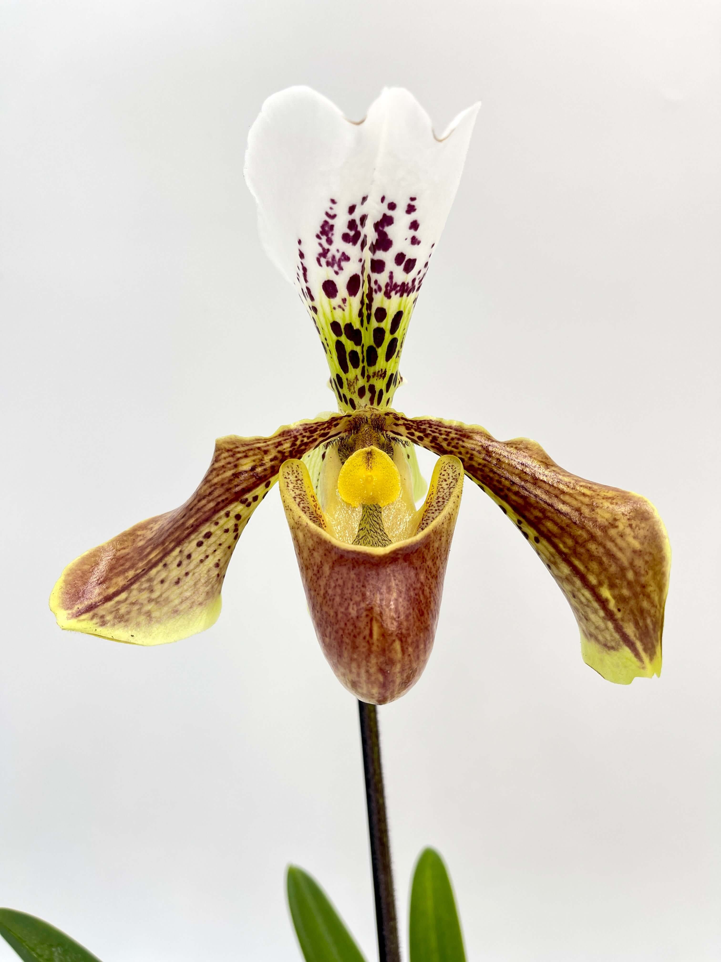 Paphiopedilum American hybrid Gem, Slipper Orchid, Stunning rare orchid