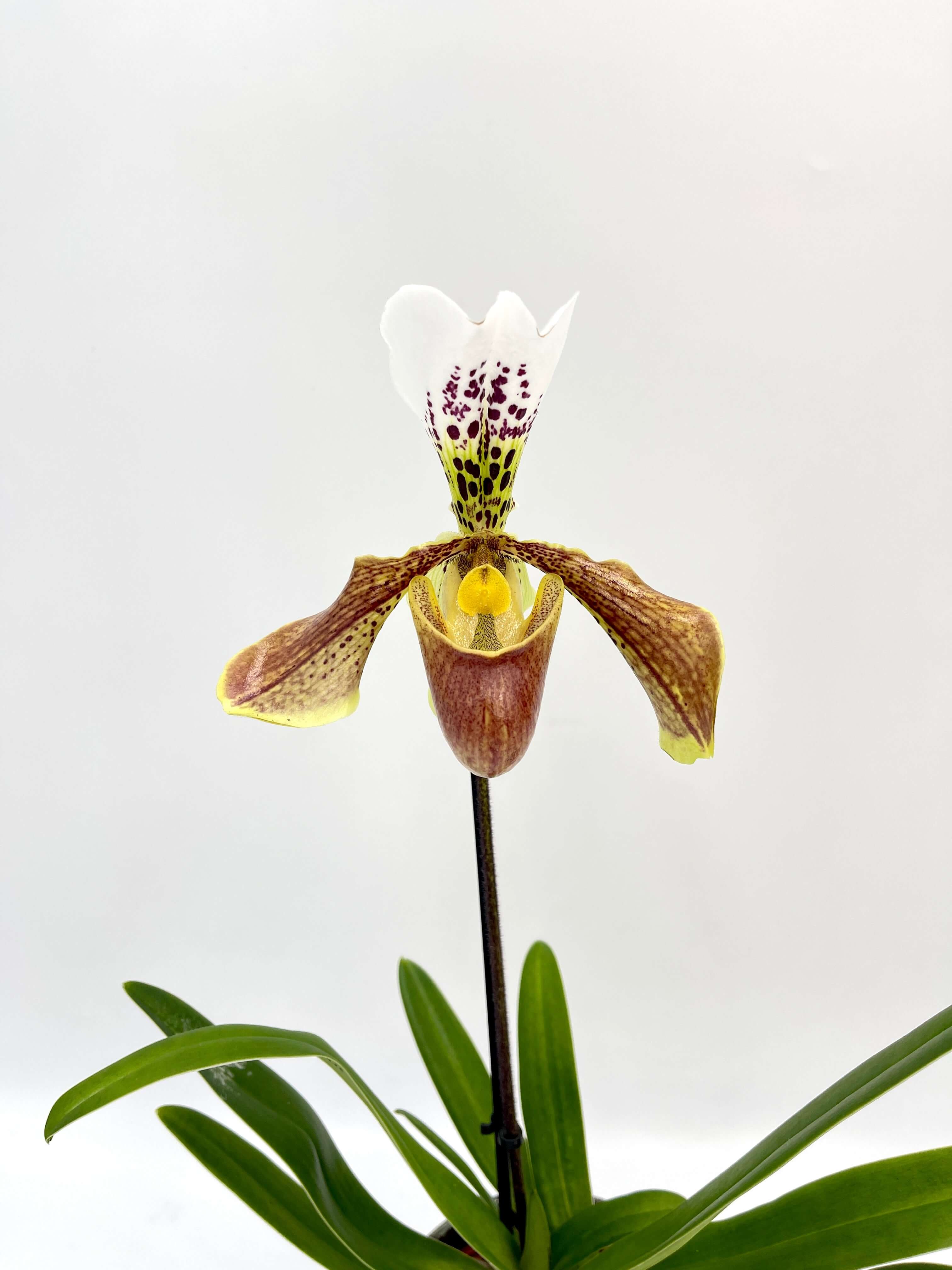 Paphiopedilum American hybrid Gem, Slipper Orchid, Stunning rare orchid