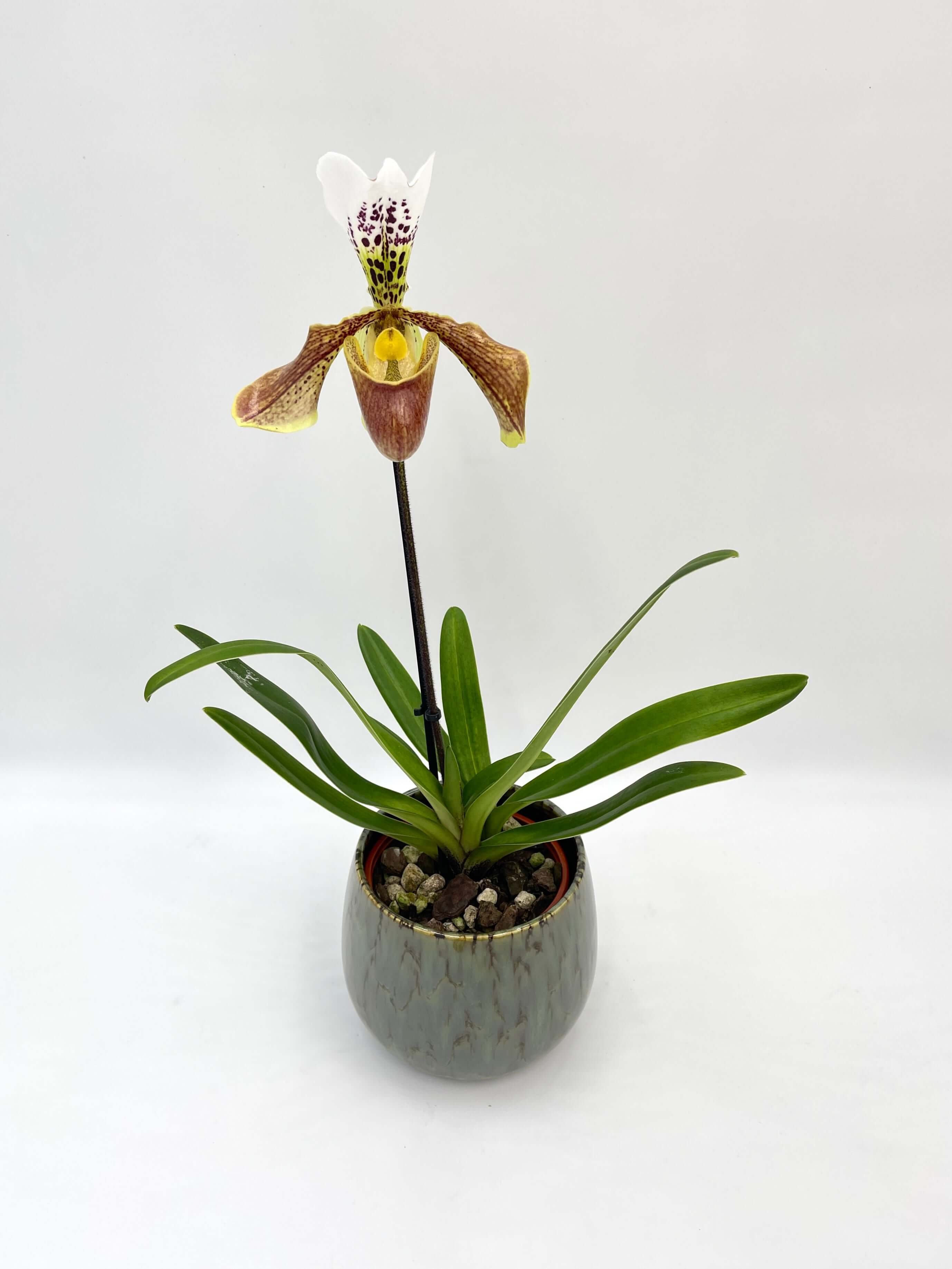 Paphiopedilum American hybrid Gem, Slipper Orchid, Stunning rare orchid