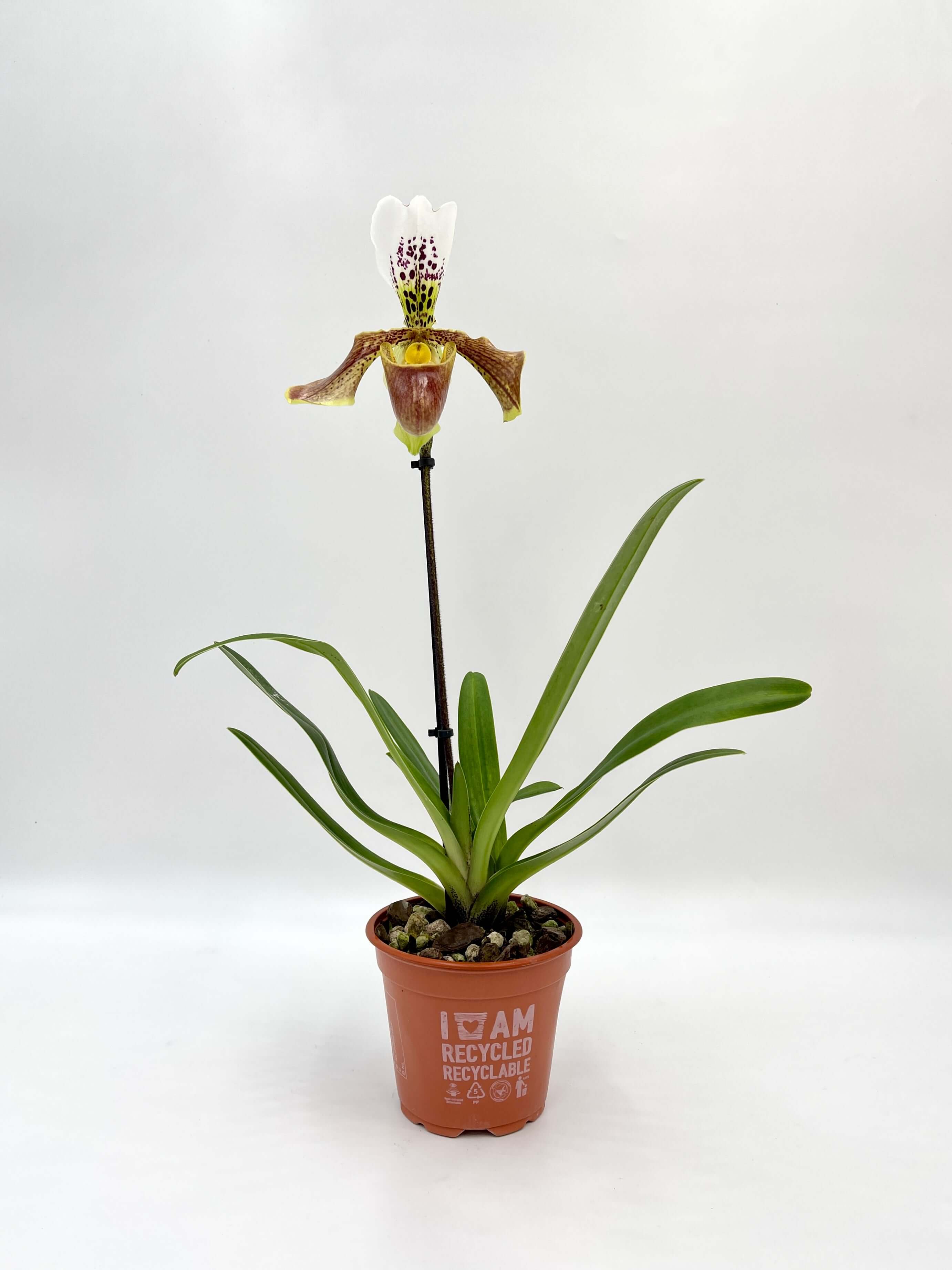 Paphiopedilum American hybrid Gem, Slipper Orchid, Stunning rare orchid