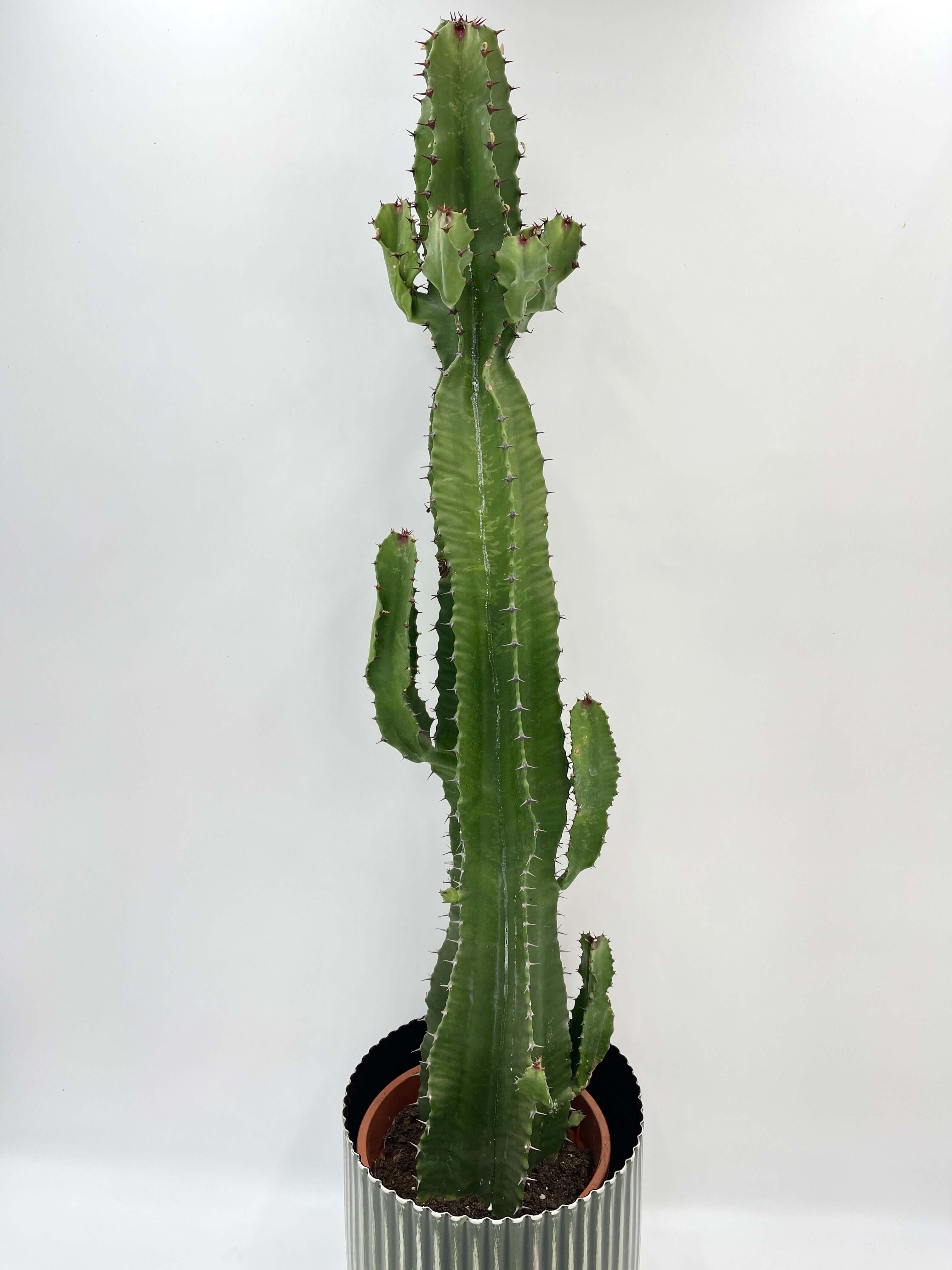 Euphorbia Acrurensis, 70cm