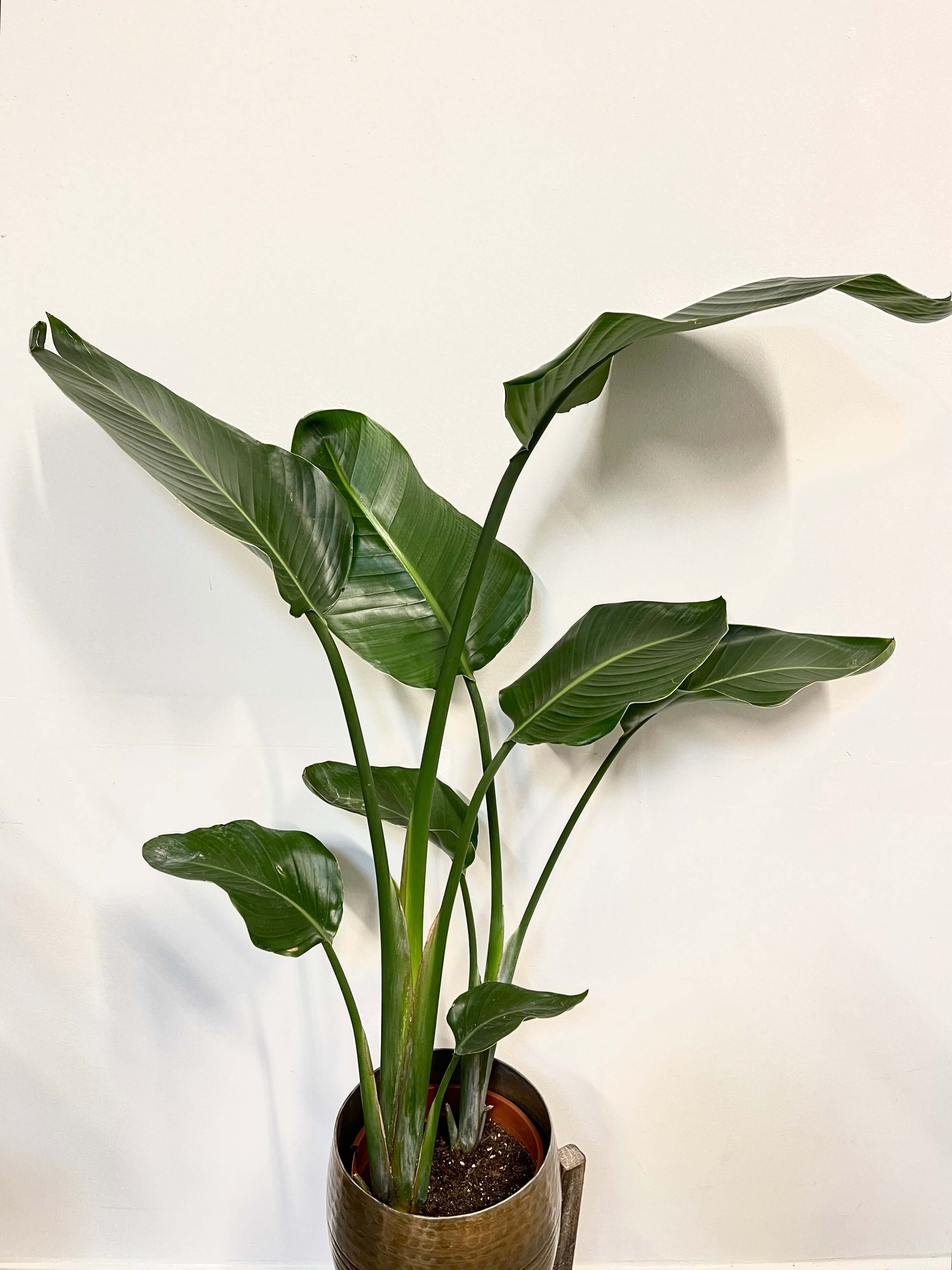 Strelitzia Nicolai, Bird of Paradise, 110cm, 21cm pot