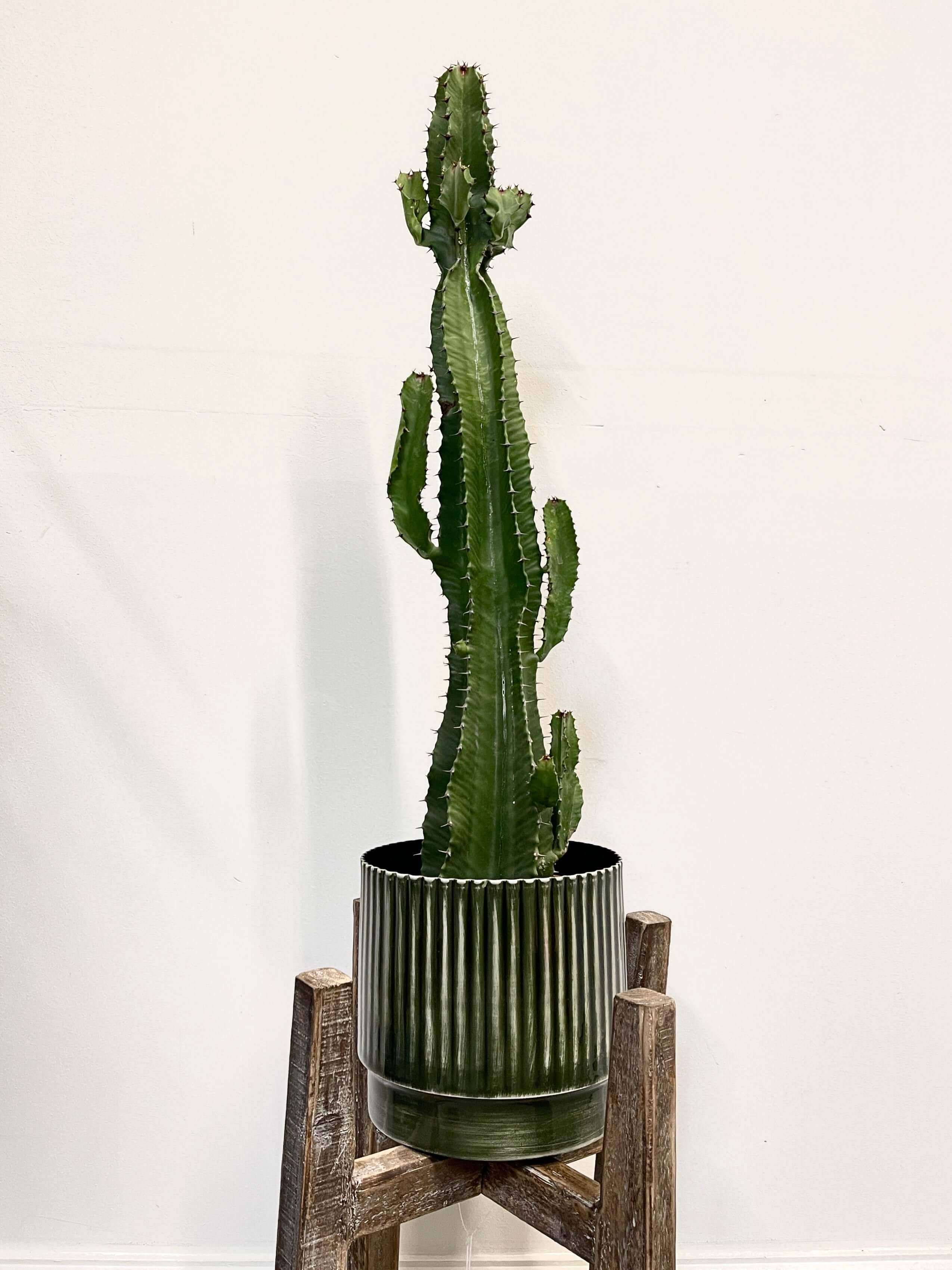 Euphorbia Acrurensis, 70cm