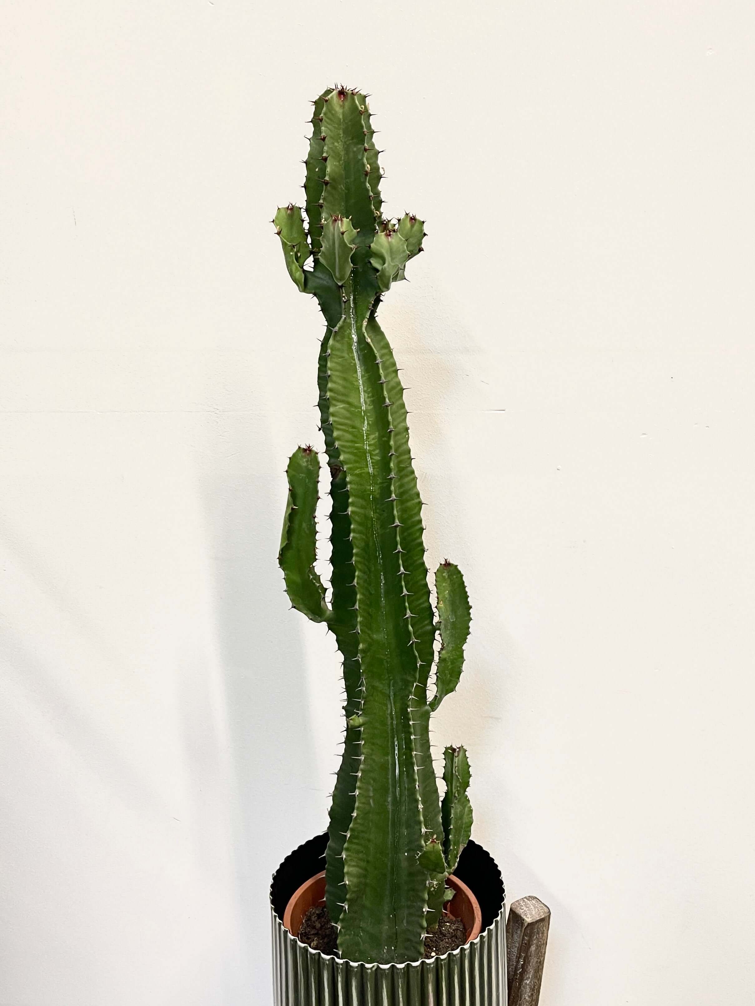 Euphorbia Acrurensis, 70cm